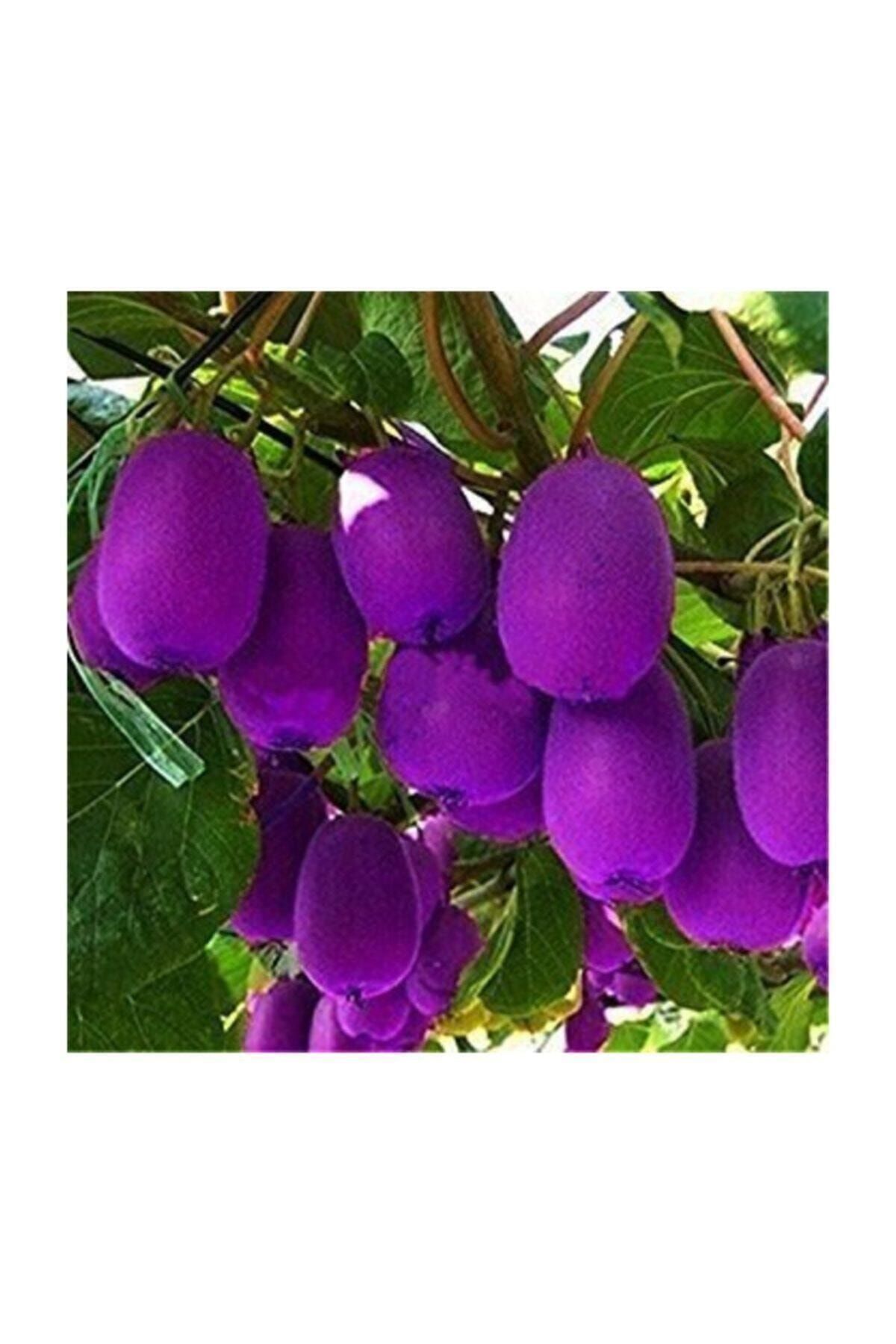 Tohum Dünyam Nadir Ithal Mor Kivi Ağacı Tohumu 5 Adet Tohum Purple Kivi