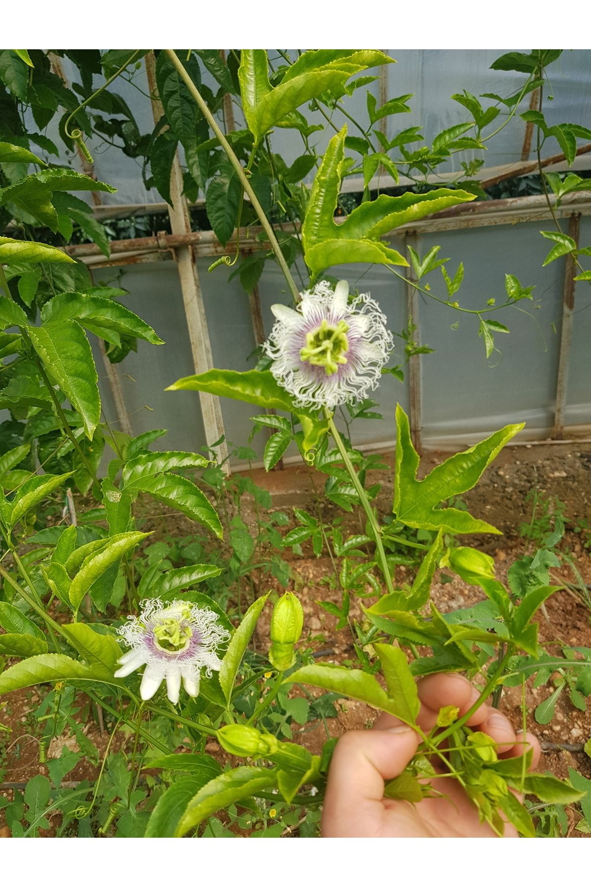 Tropikmeyvelerim Çarkıfelek Passiflora Tohum 15 Adet Mor Edulis