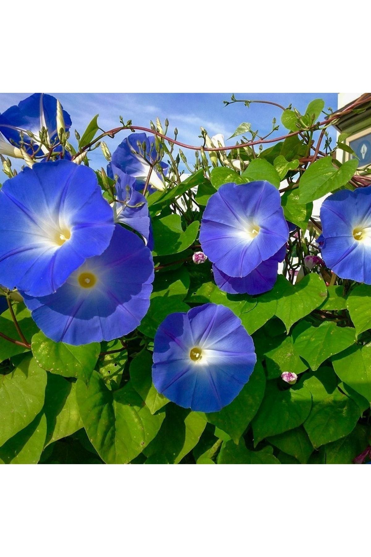 Farmer Life Mavi Sarmaşık Çiçeği (gündüz Sefası) (10 Tohum)