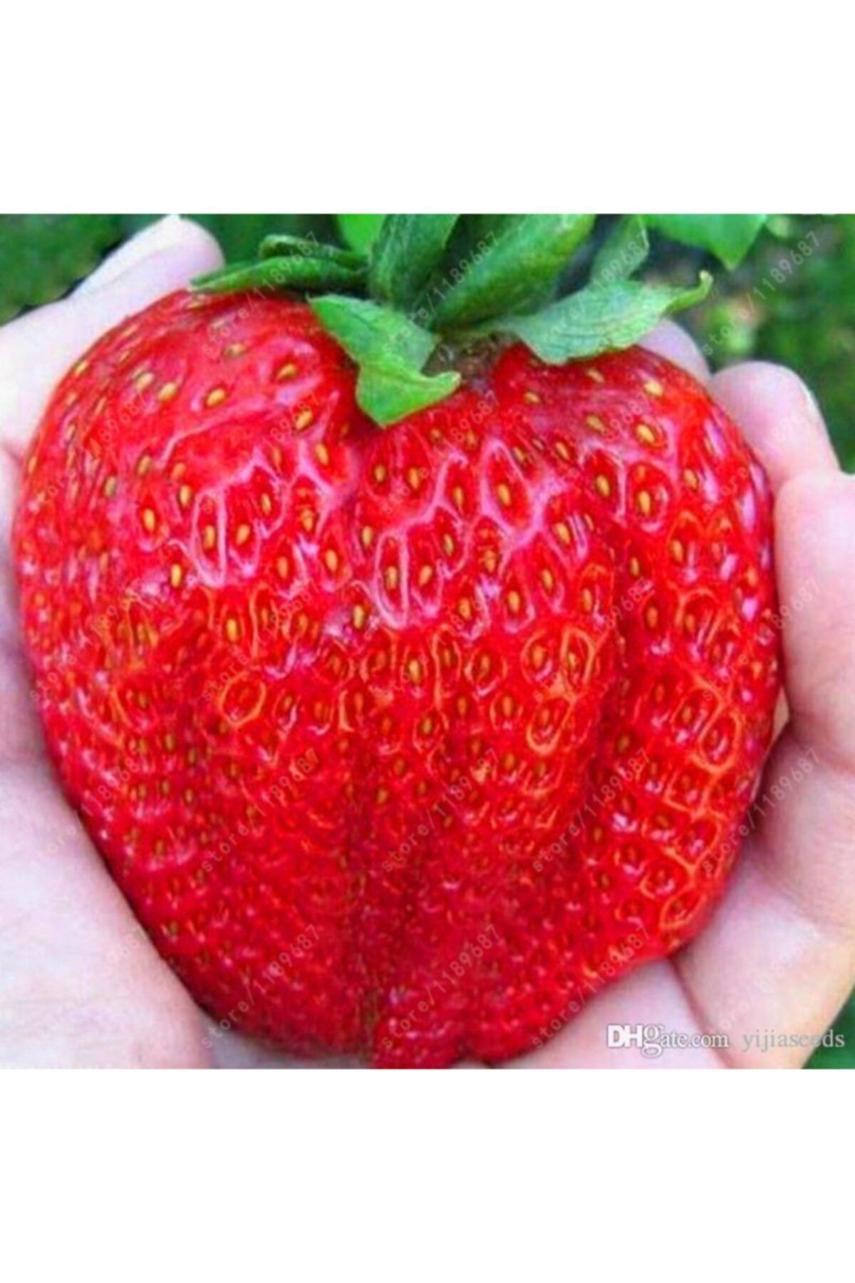 Гигант Джорнея Клубника Фото