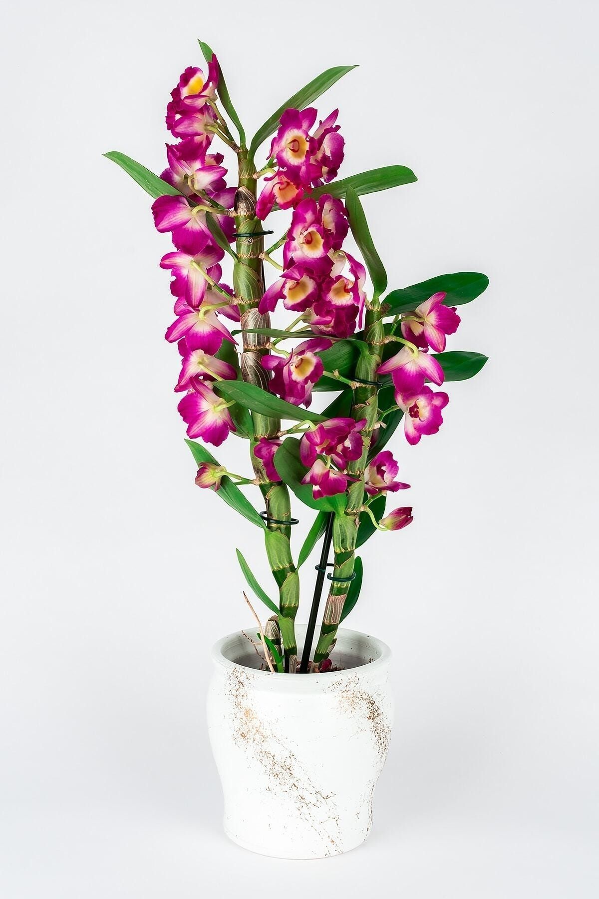 Bizim Bahçe Çiçekçilik Dekoratif Saksılı Salon Çiçeği Çeşitleri ve Türleri Dendrobium Bambu Kokulu Mor Orkide