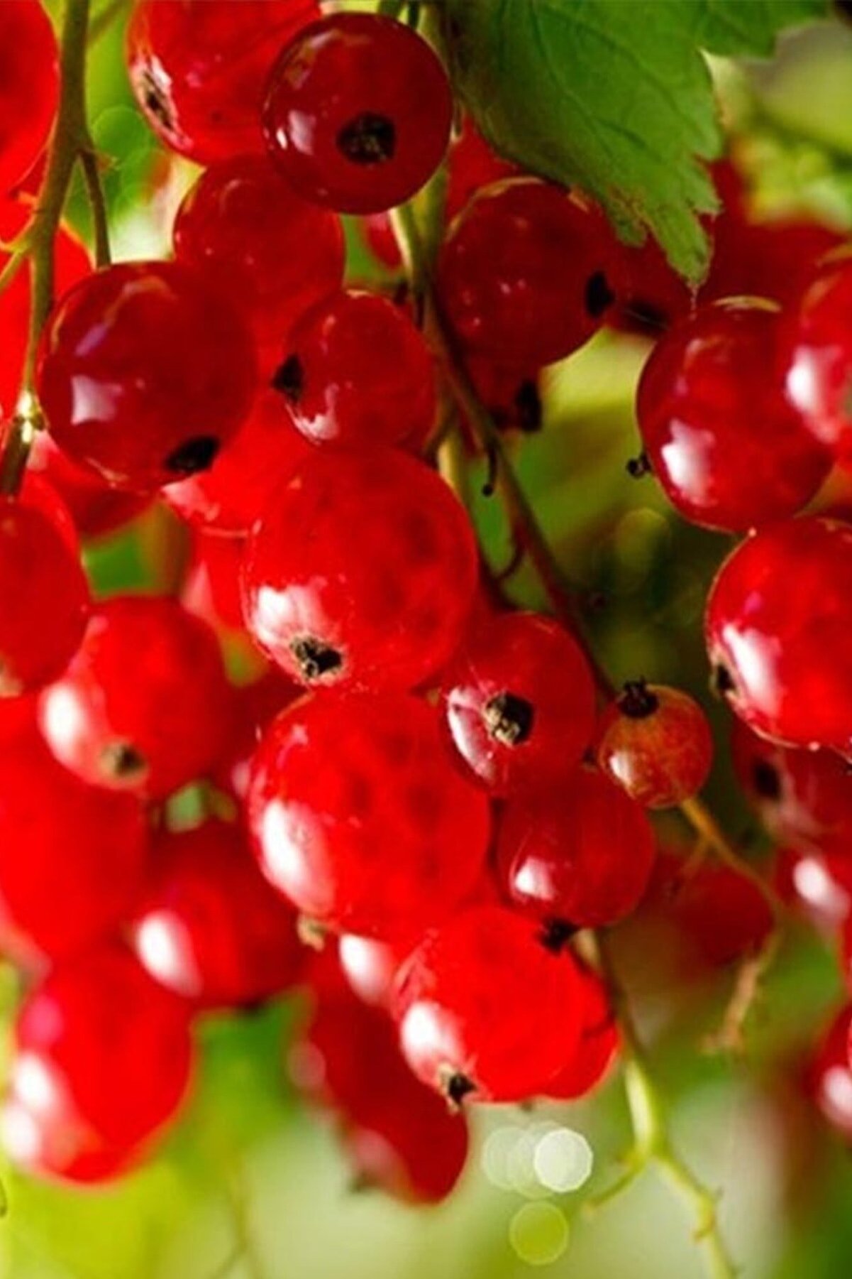 KöyFidan Frenk Üzümü   Kırmızı Meyveli  Fidanı Açık Köklü 60-70 cm