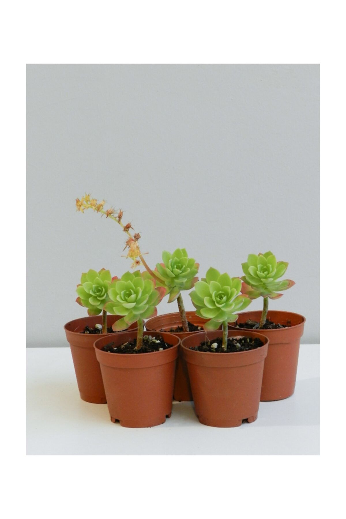 Moin Flowers Sedum Palmeri Sarı Çiçekli Sukulent 5'li Paket