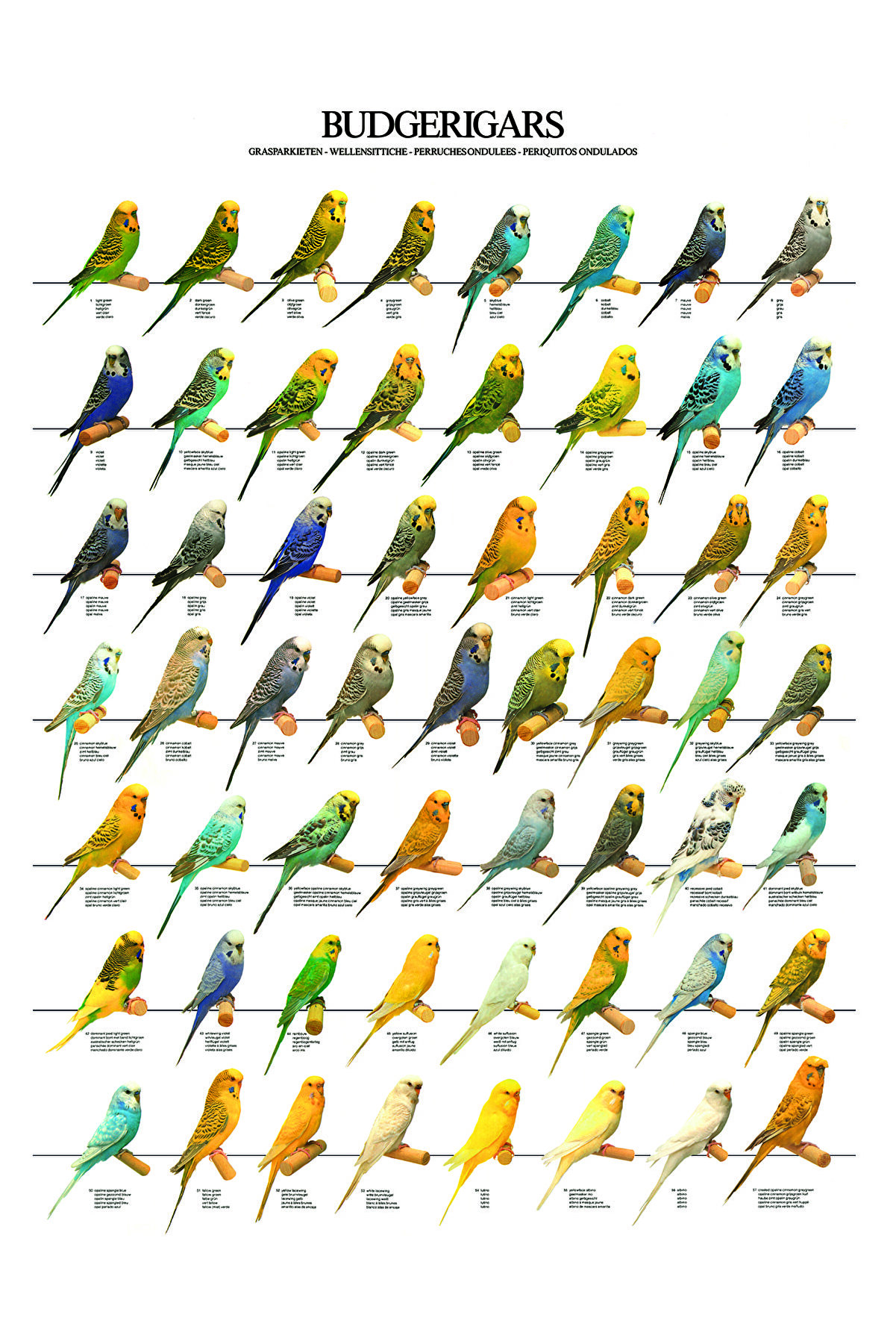 Petdoys Muhabbet Kuşu Renk Tür Posteri 70 cm x 100 cm