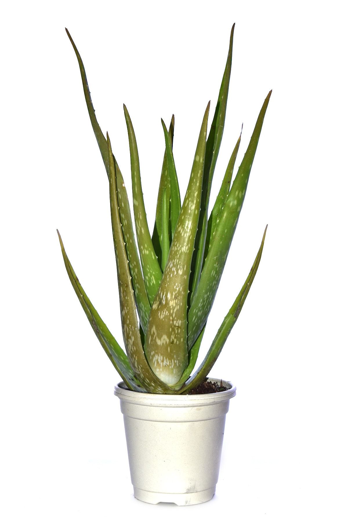 Genel Markalar Tıbbi Aloevera Bitkisi Fidanı +4 Yaş Yetişkin Saksılı Şifalı Aloe Vera 50-60 cm