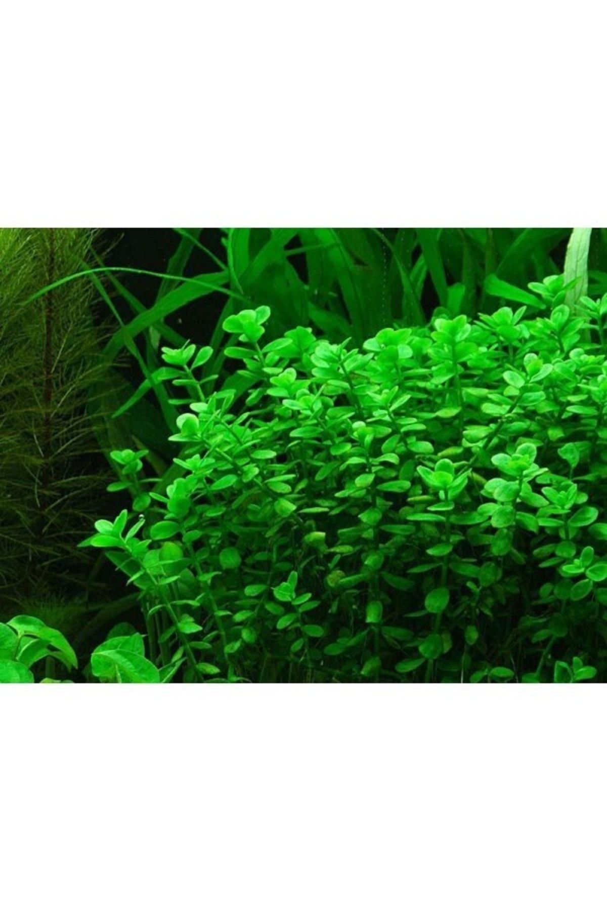 Живые Аквариумные Растения Где Купить