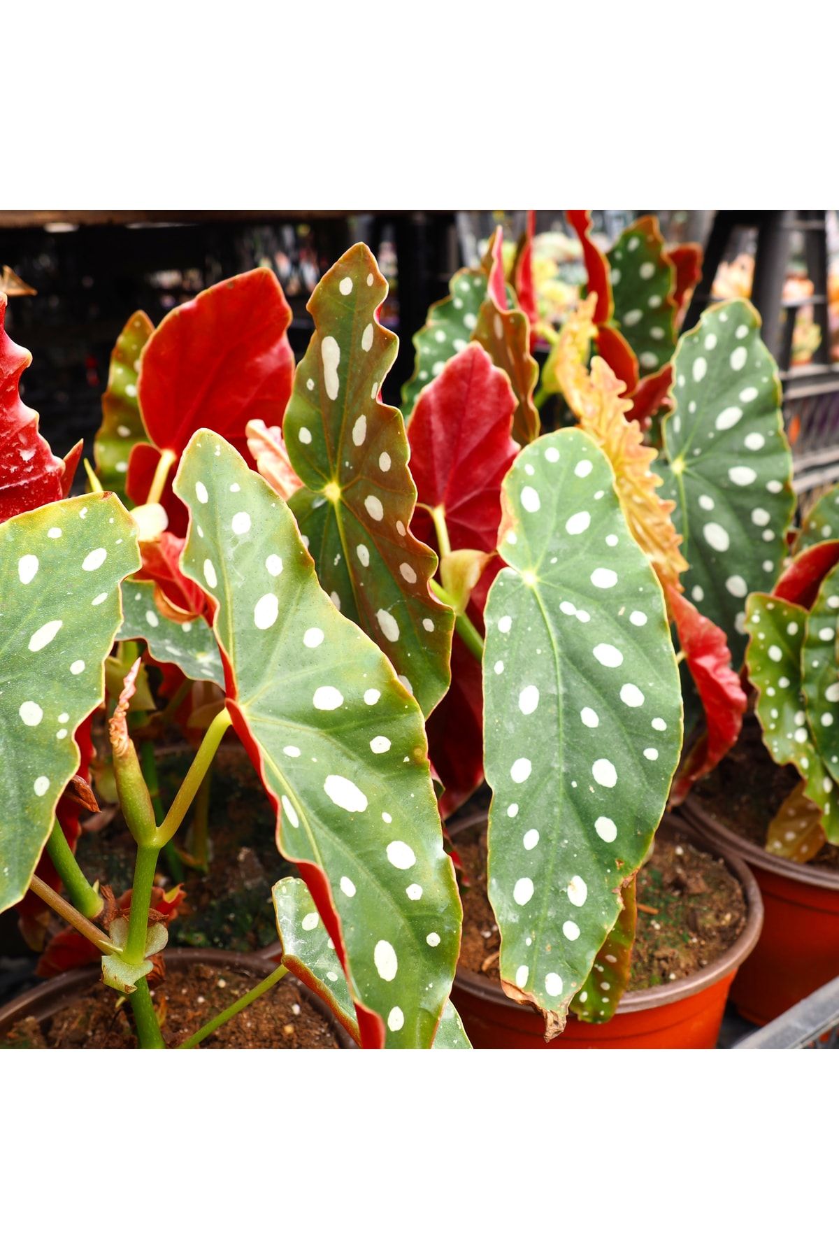 Zarafet Çiçek Benekli Begonya(begonia Maculata)