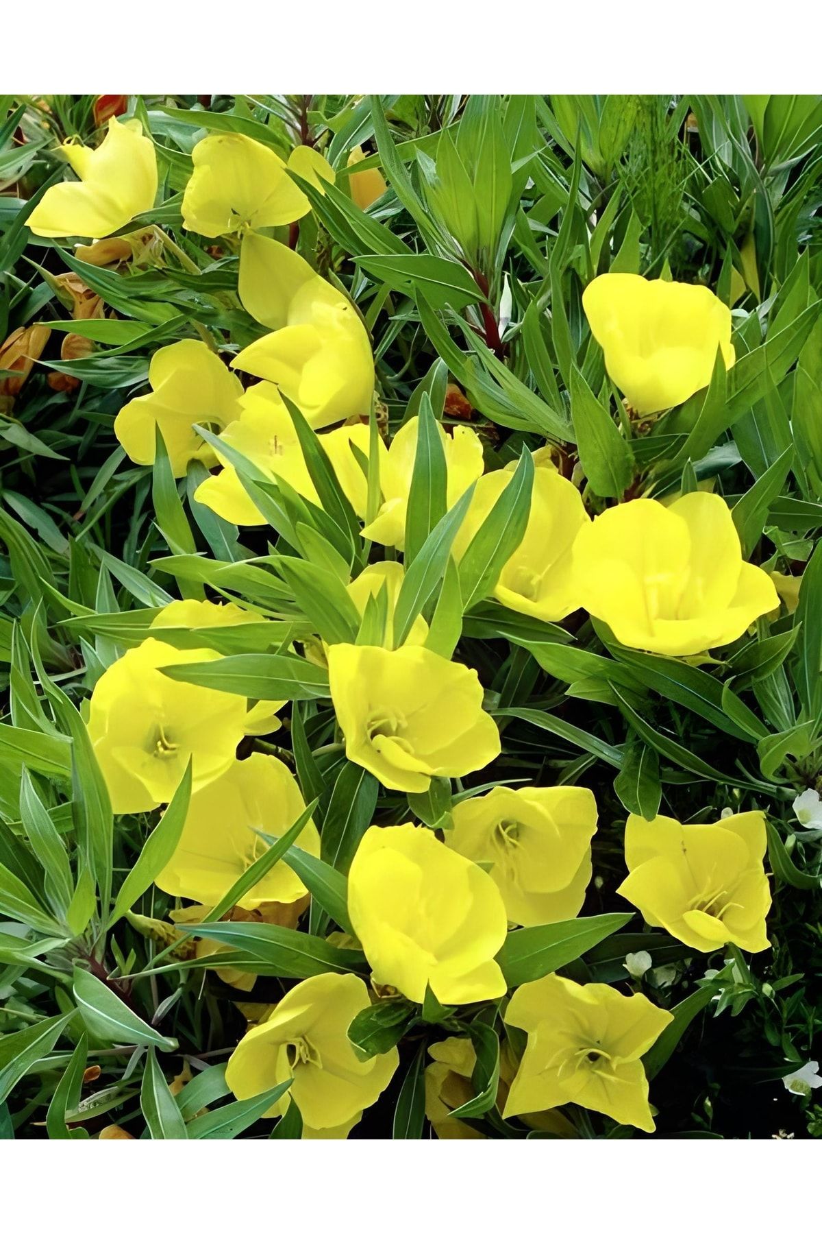 GARDENYA TOHUMCULUK Gün Sarısı Renk Ezan Çiçeği Tohumu 20tohum