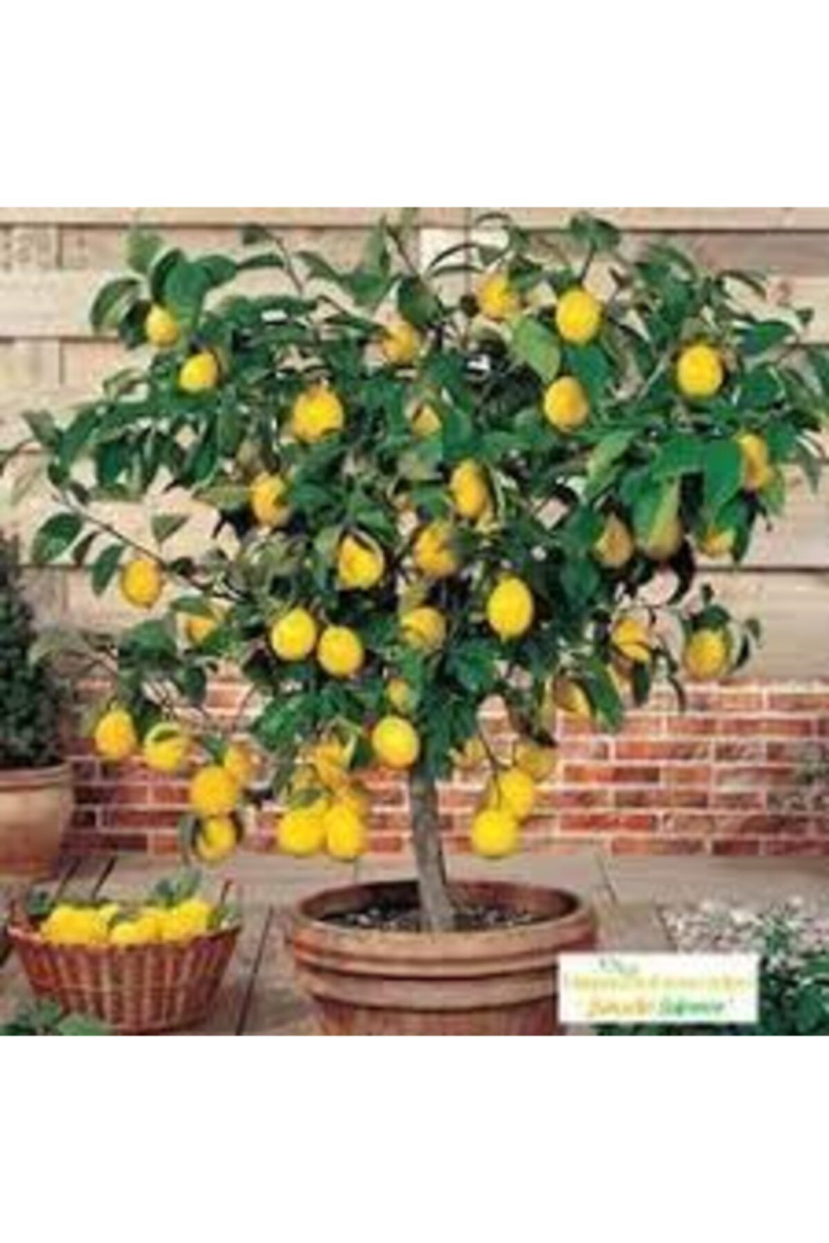 Tohumcumm Bodur Bonsai Limon Ağacı Tohumu 10 Adet Tohum + Saksı Toprak