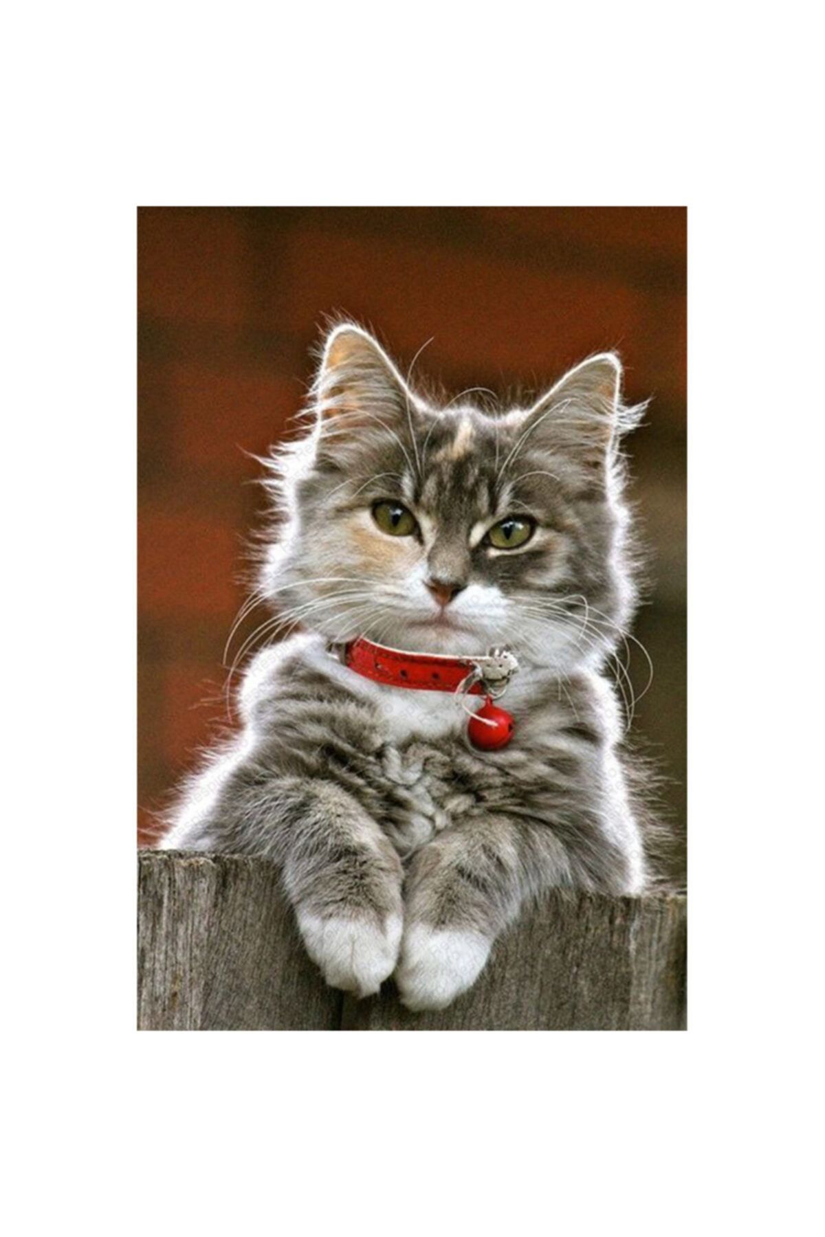 Resmiro Kedi Desenli Dijital Baskılı Halı Rsp68