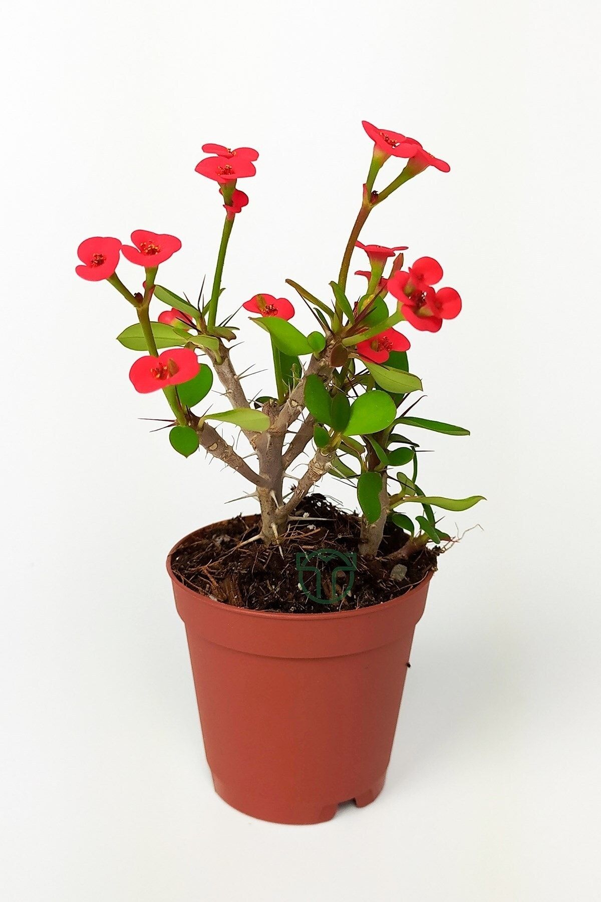 Toptan Kaktüs Dikenler Tacı Euphorbia Miili Mini Kırmızı Çiçekli Kaktüs Kral Tacı Dikenli Taç 5.5 Cm Saksıda