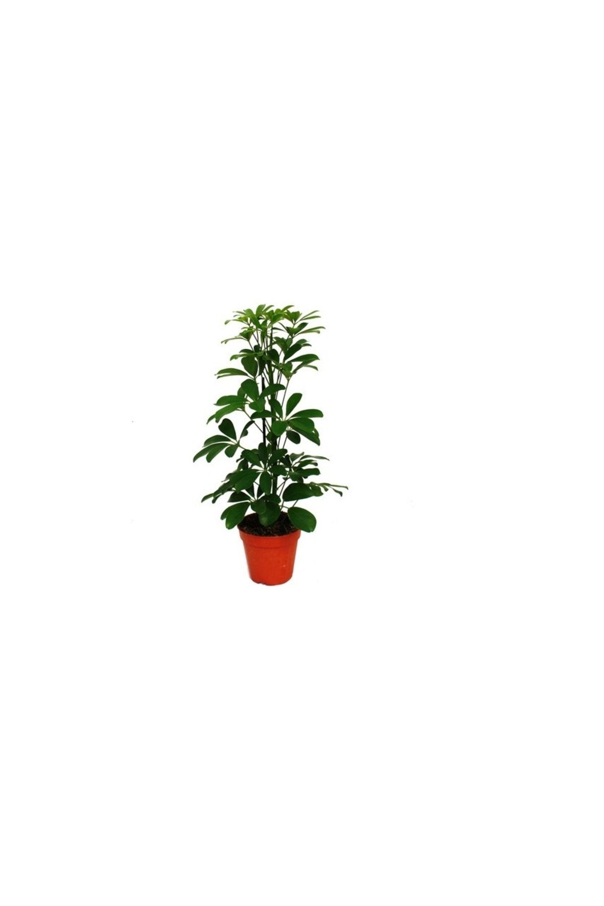 Fidanistanbul Yeşil Şeflera Schefflera Arboricola Nora, 100 Cm, Saksıda