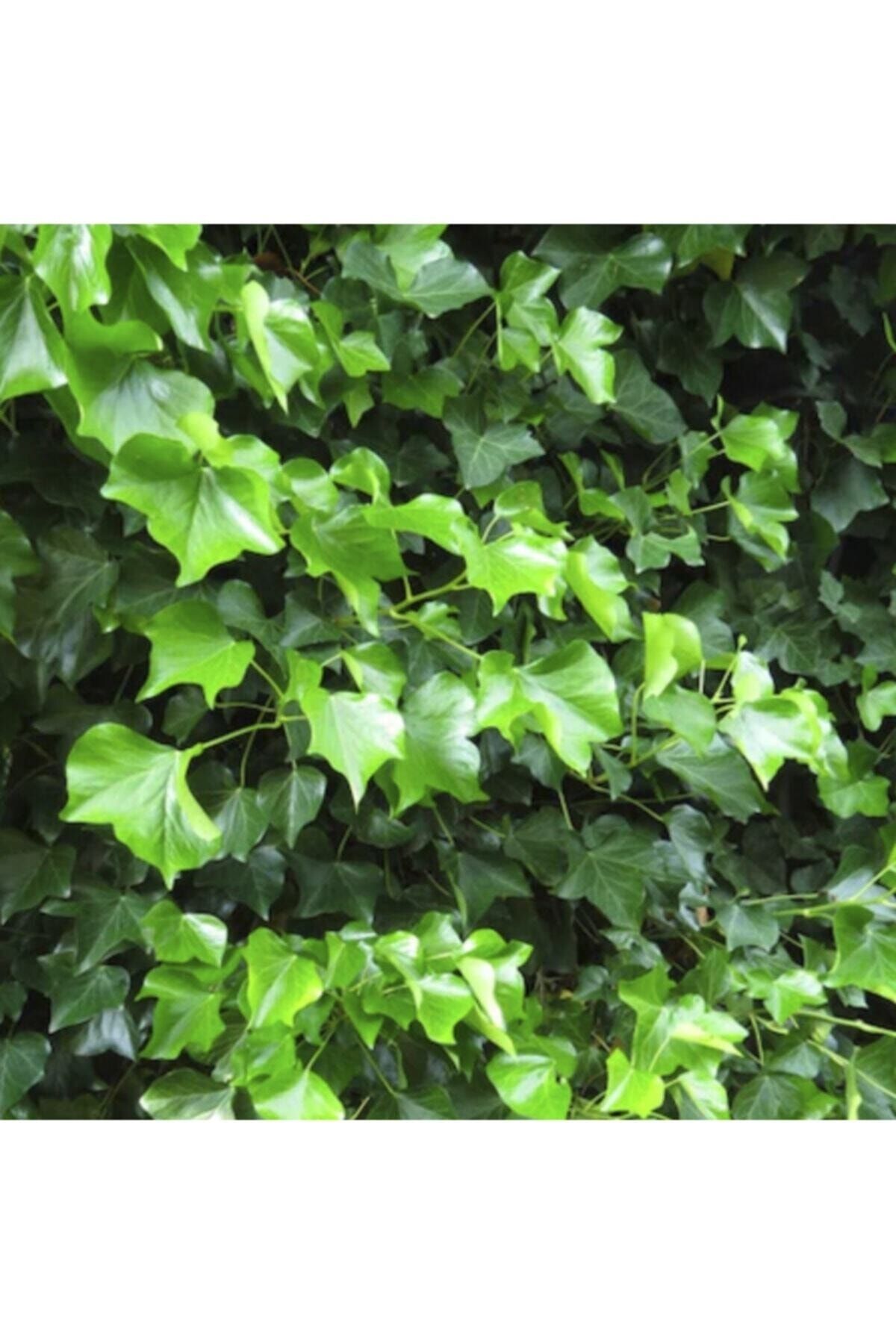 Fidansa Hedera Helix Hibernica Duvar Sarmaşığı