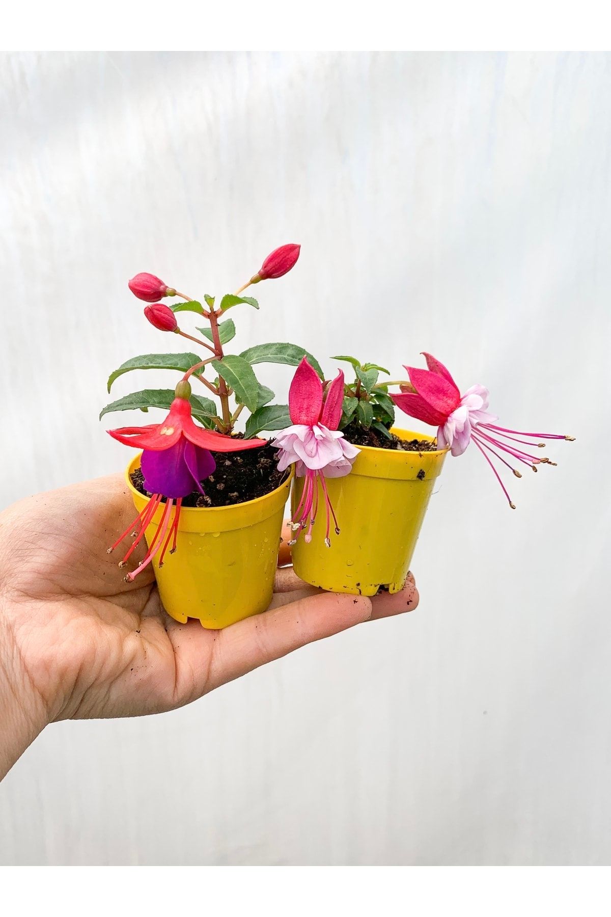 RetroCicekcilik Mini Saksıda 2 Adet Küpeli Çiçeği Fidesi Karışık Renk