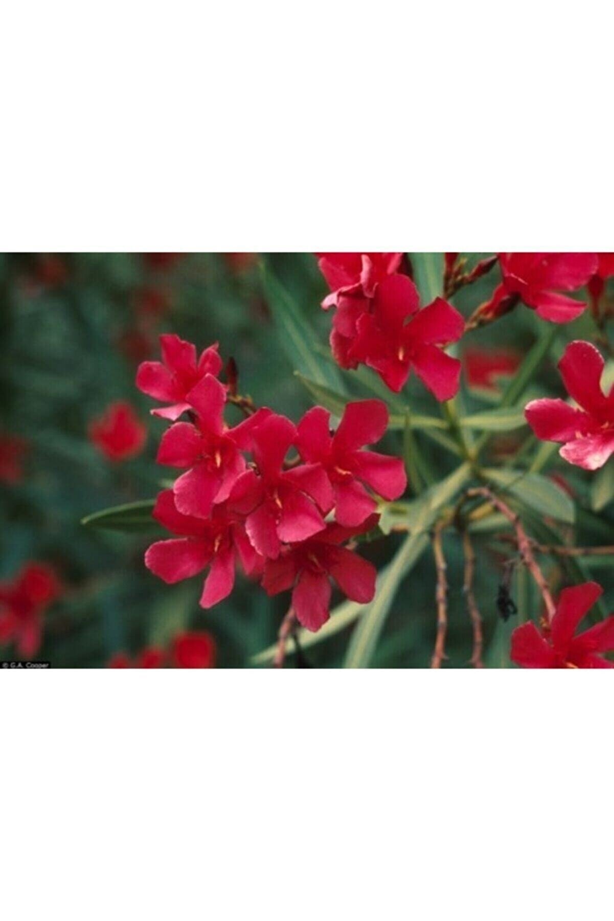ADA TARIM 2 Adet Tüplü Kırmızı Zakkum Çiçegi Fidanı 2 Yaş (60-80cm)