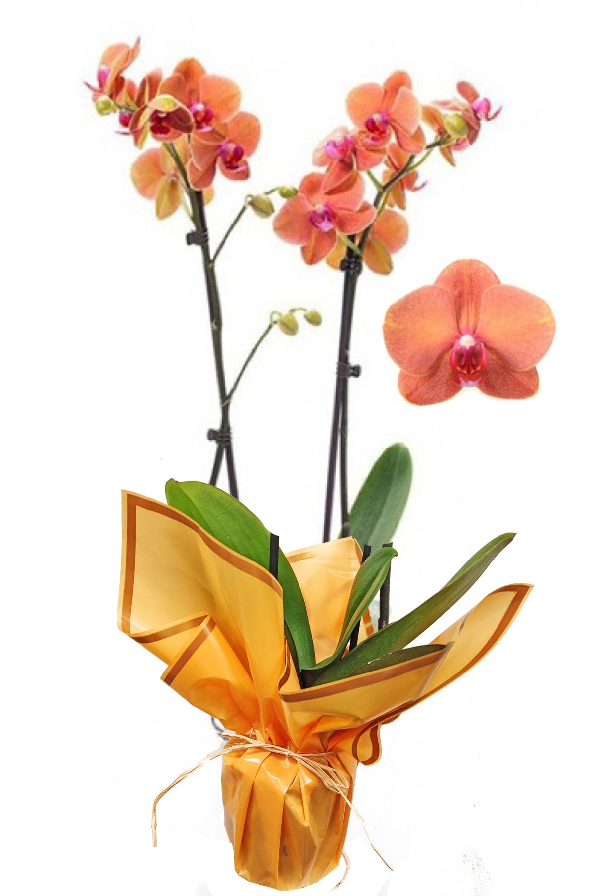 Phal surf song