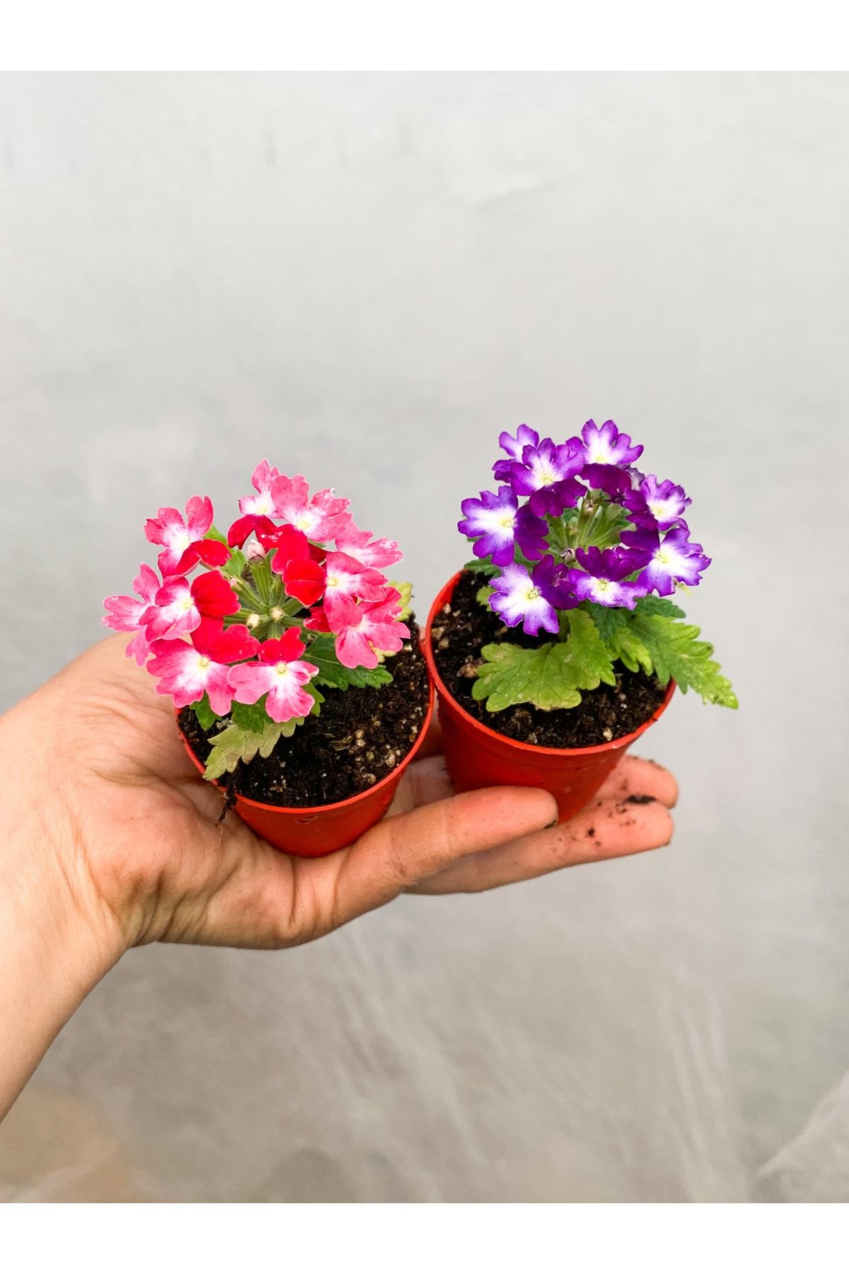 RetroCicekcilik Serada Decor Plant Mini Saksıda 2 Adet Mine Çiçeği Verbena Çiçekli Bodur Bitki
