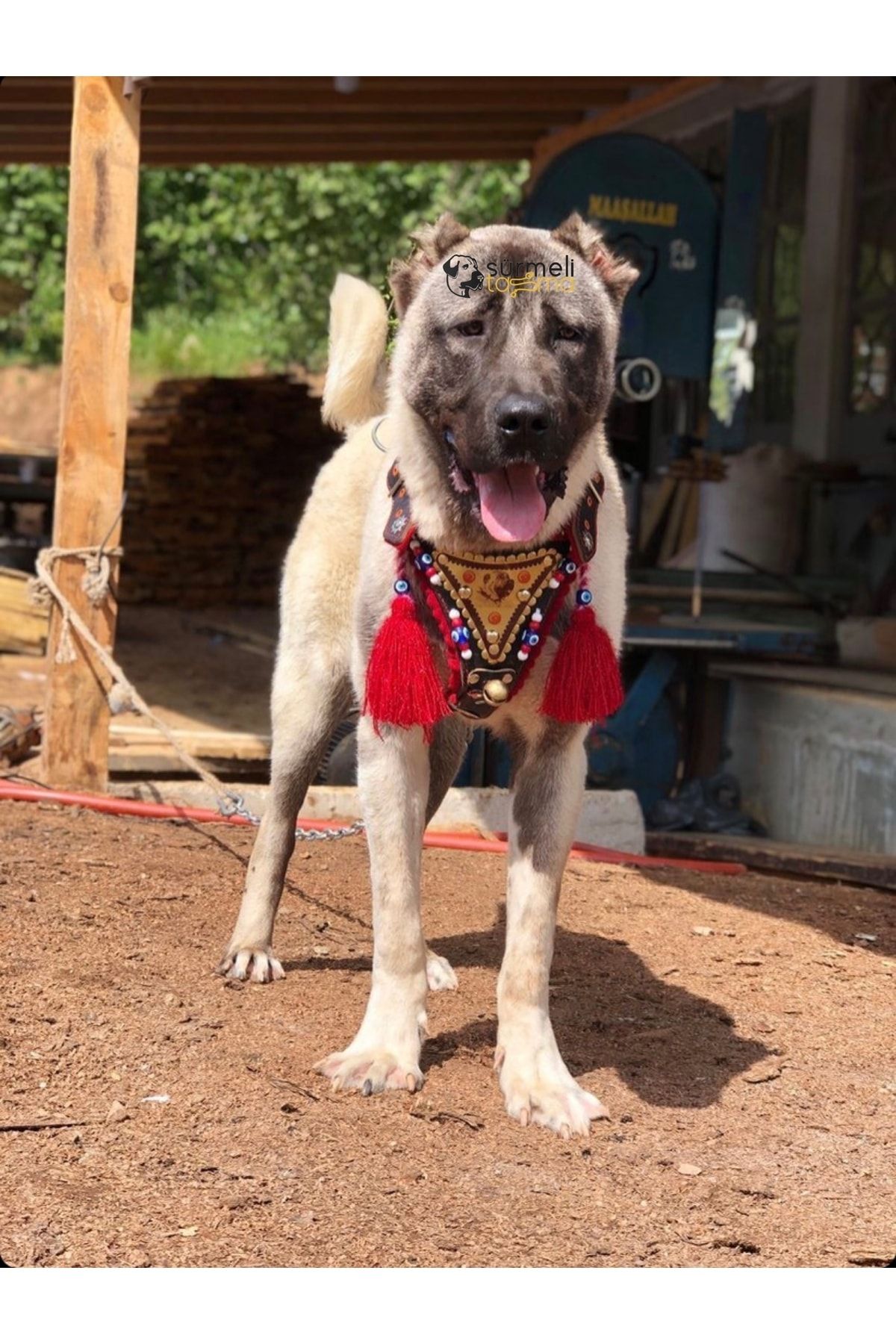 Sürmeli Tasma Gladyatör Göğüsten Kangal Köpek Tasması Hakiki Deri