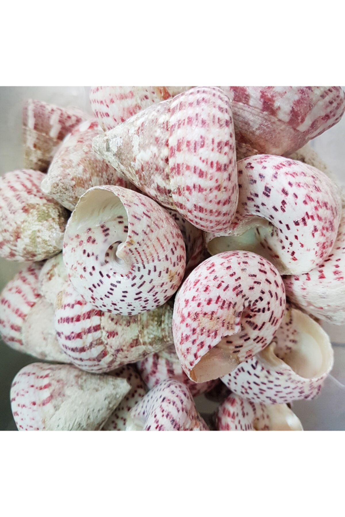 evinizdeki okyanus esintisi turkuaz hediyelik Deniz Kabuğu 500 gr Paket Troca Strawberry