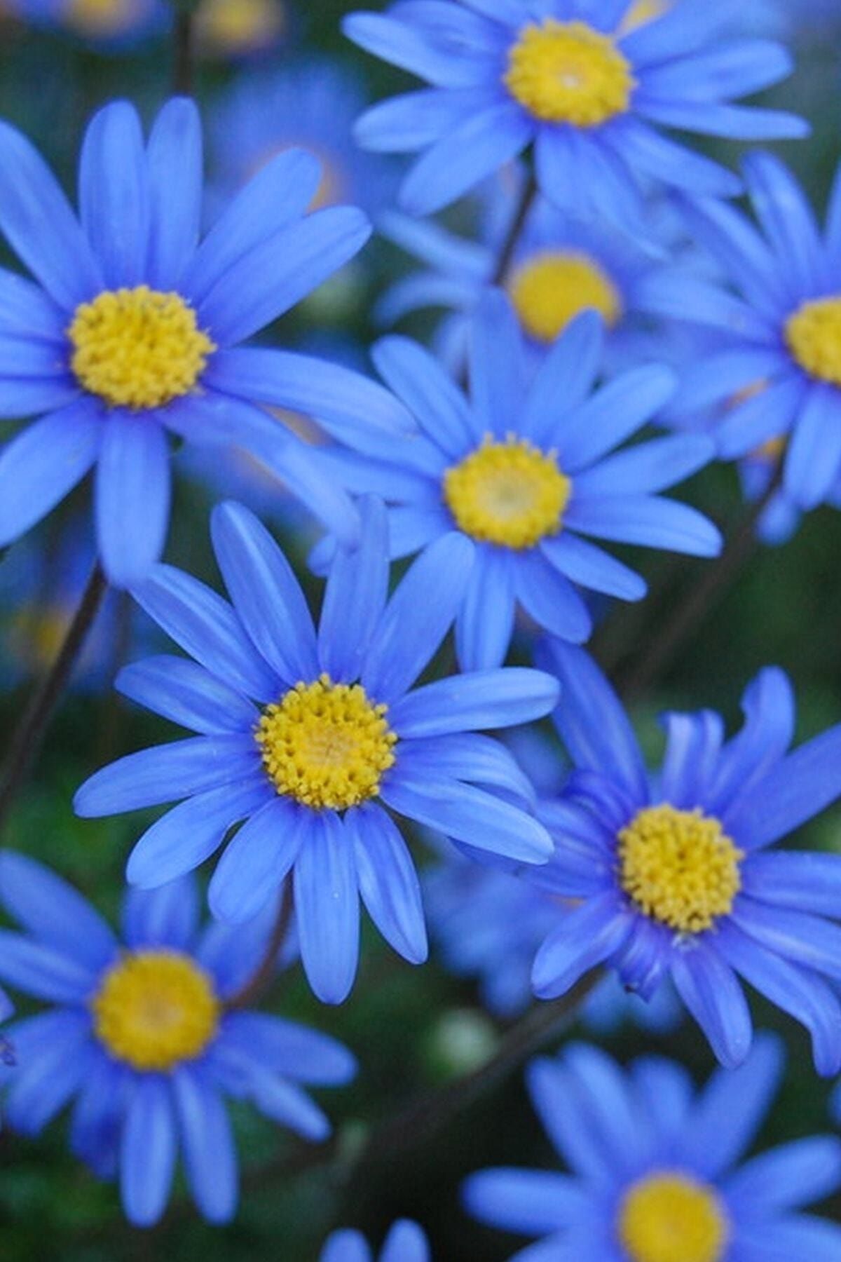 Köy Tohumları 20 Adet Nadir Bulunan Mavi Papatya Çiçeği Tohumu Mavi Kır Papatya Tohumu Hediye Tohumludur