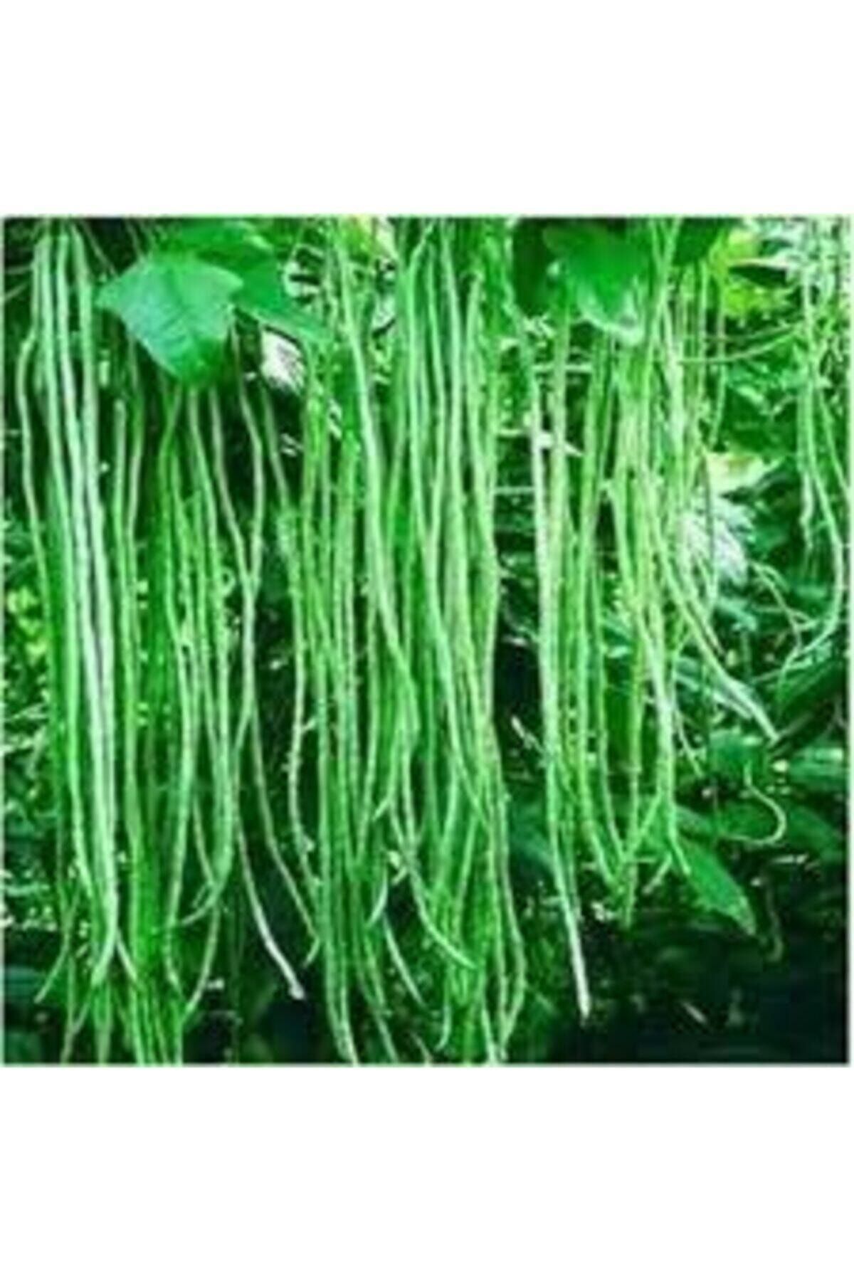Köy Tohumları 10 Adet Tohum Organik Uzun Organik Yeşil Çin Fasulyesi Çin Fasülye Fassulye Tohumu Sürpriz Hediyelid
