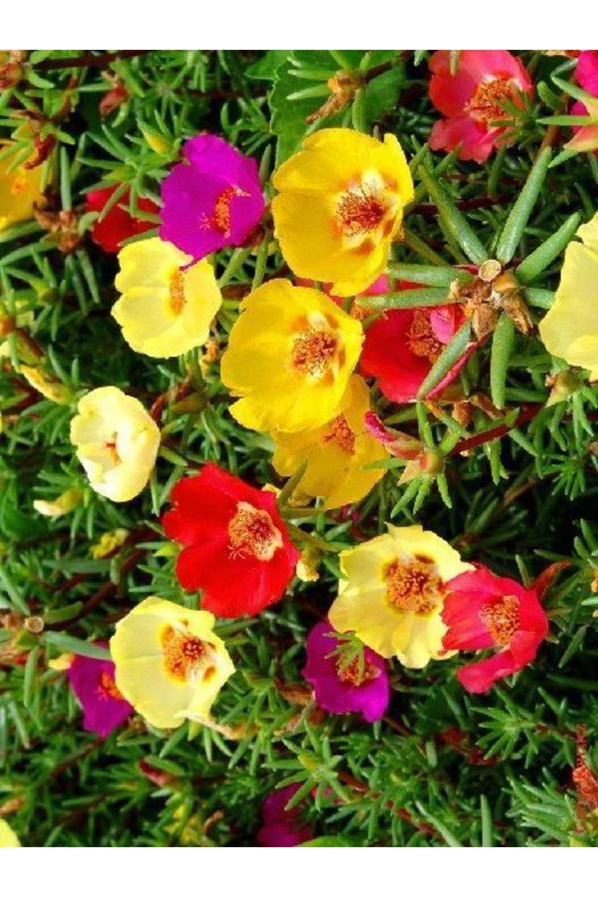 ruzgarbotanik Ipek Çiçeği Fidanı Fidesi Karışık Renk 10 Adet