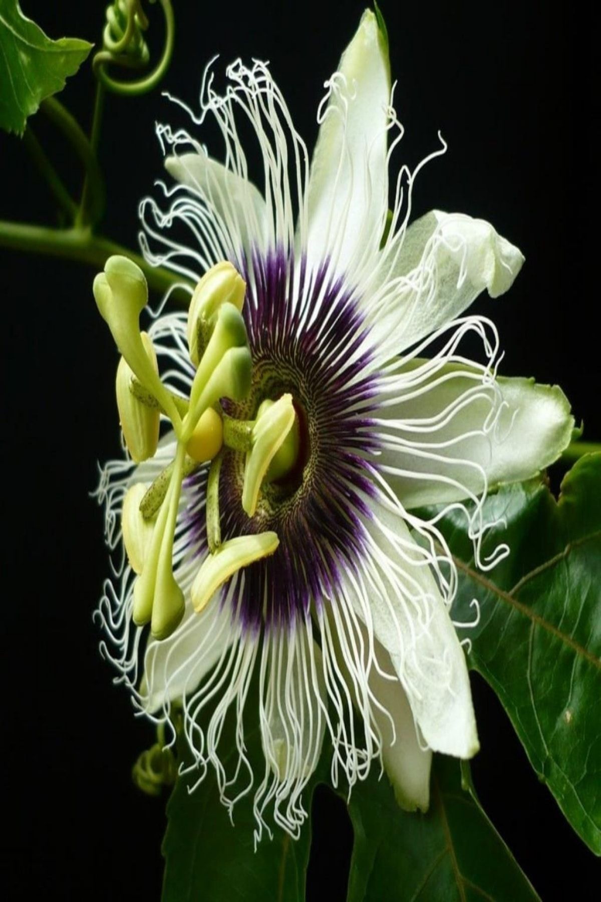 EvveBahce Tüplü Pasiflora Edulis Maruçya Fidanı