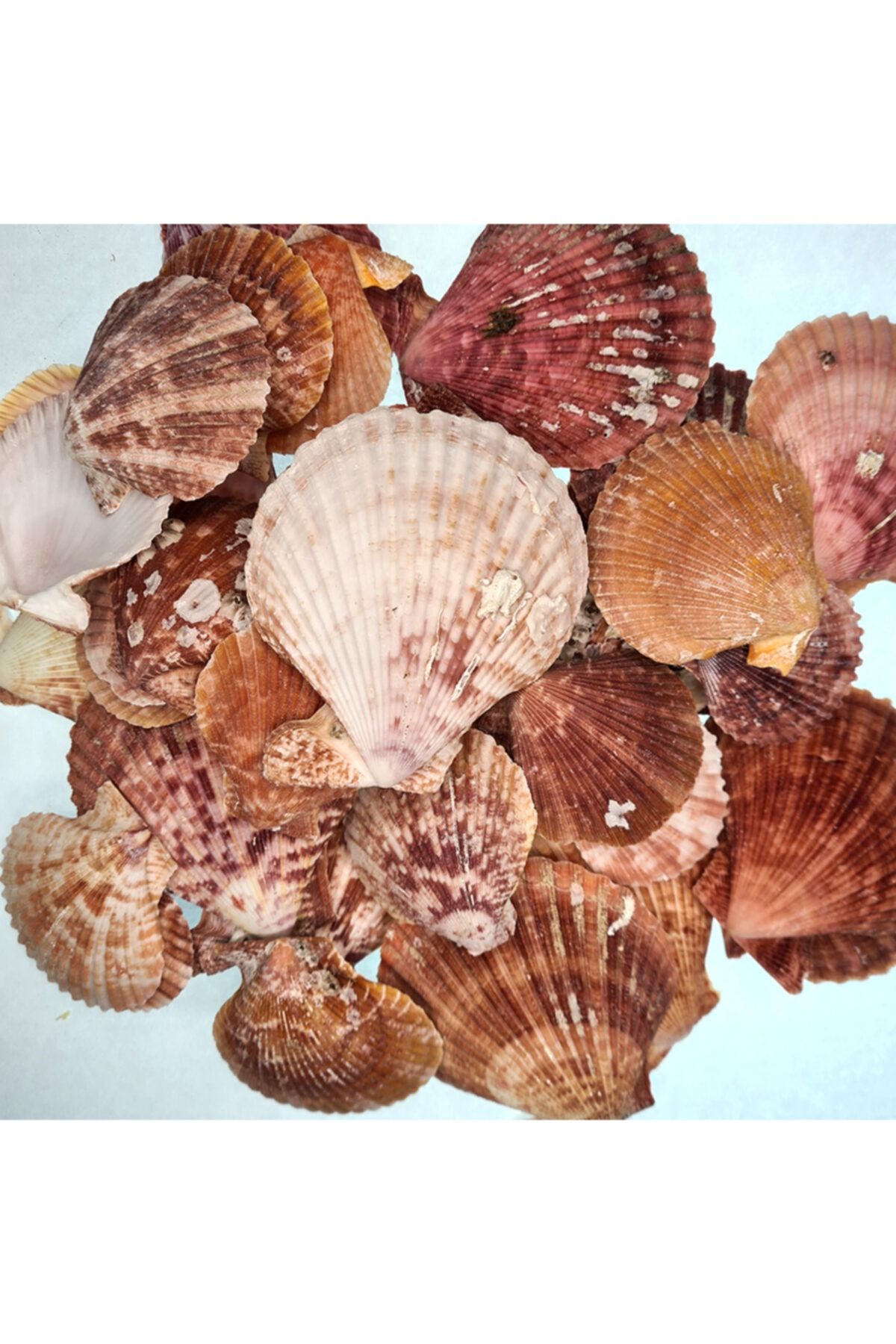 evinizdeki okyanus esintisi turkuaz hediyelik Deniz Kabuğu 500 Gr Paket Pecten Novalıs Naturel