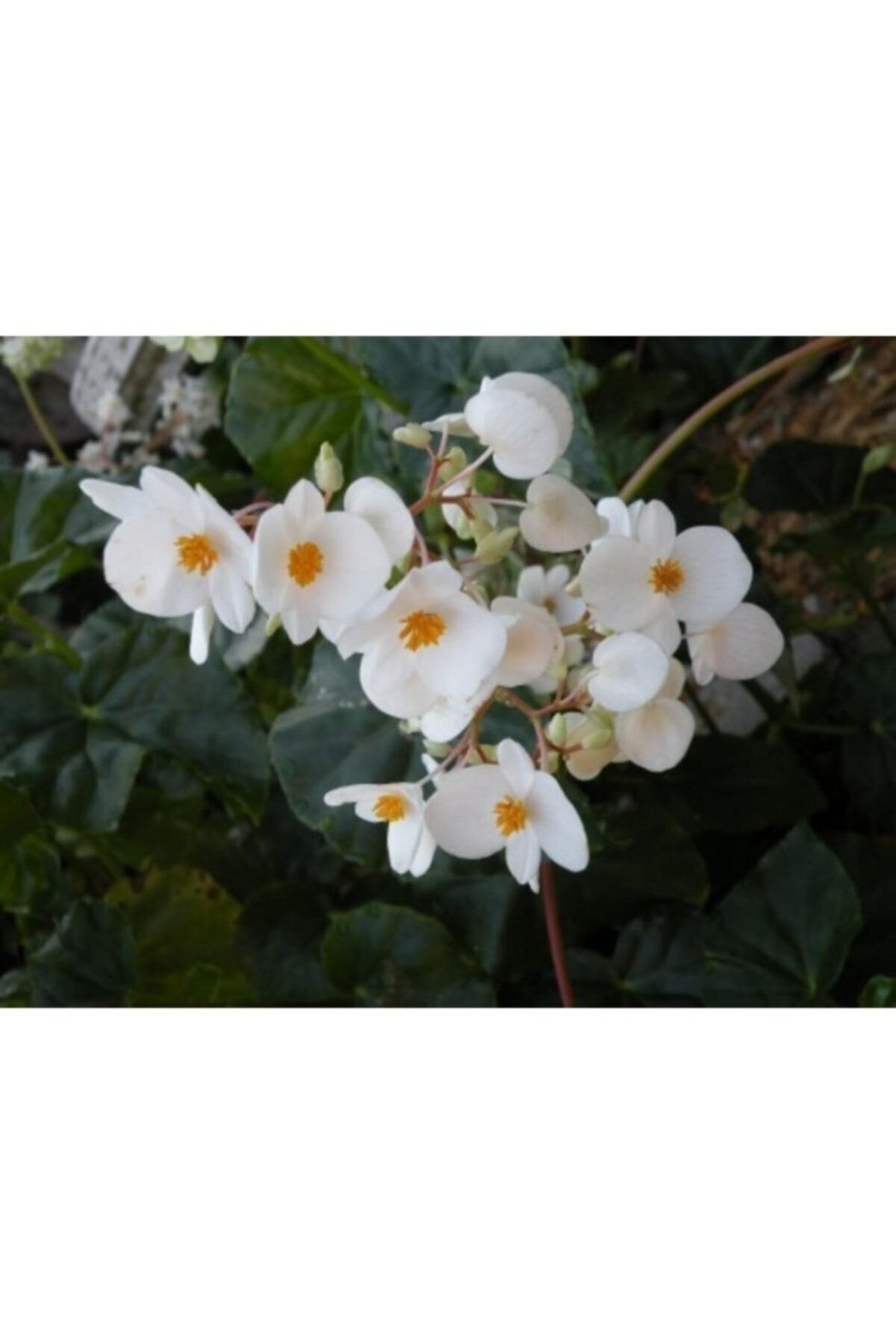 ruzgarbotanik Katlı Begonya Çiçeği Fidanı 20cm-40cm