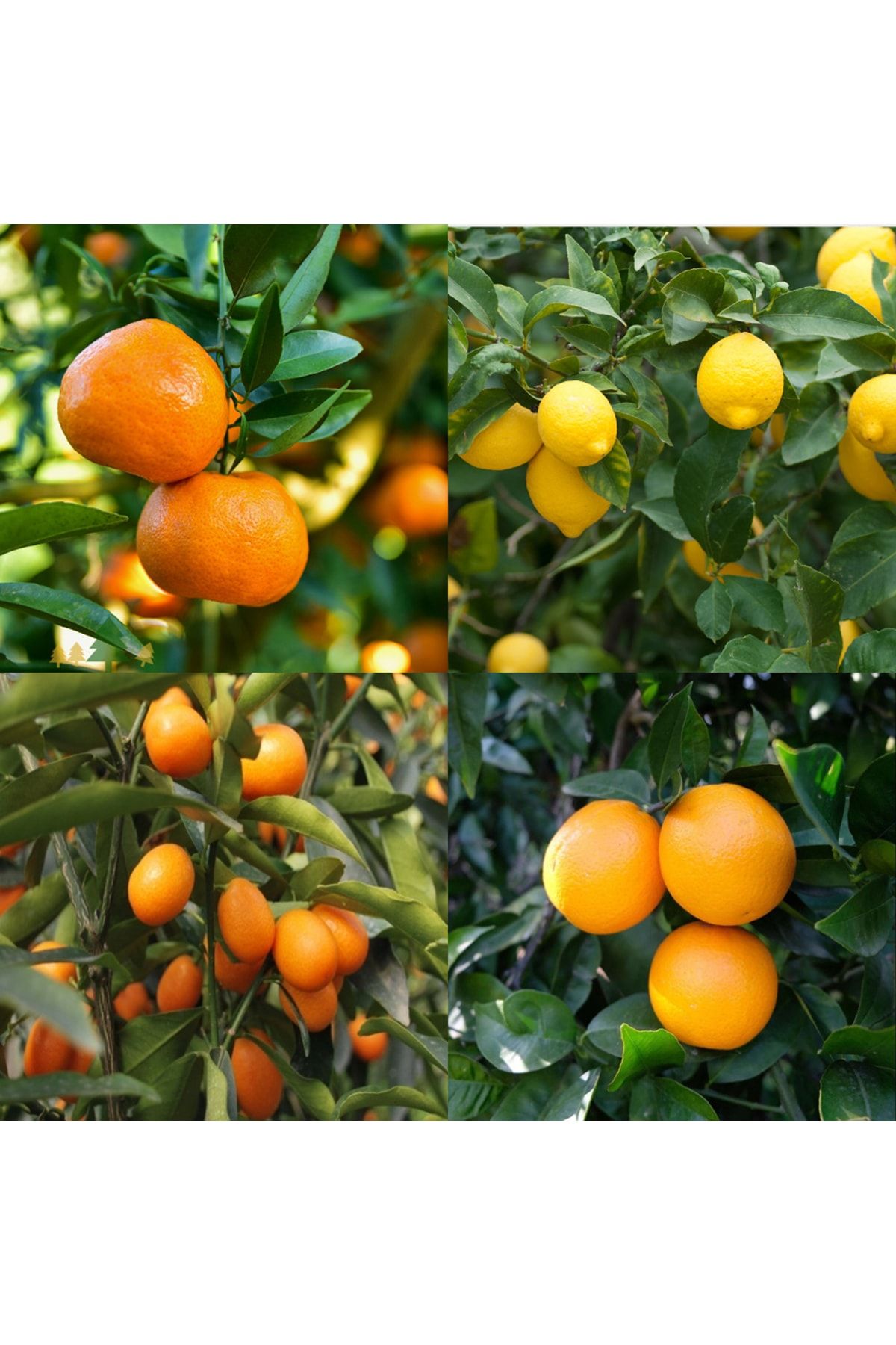Genel Markalar Bodur Aşılı Yediveren Limon Portakal Kamkat Mandalina Fidanı