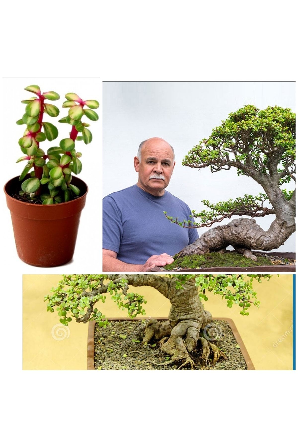 Doğa Çiçekçilik Bonsai Ağacı Fidesi Afra Yeşim 5.5 Saksıda