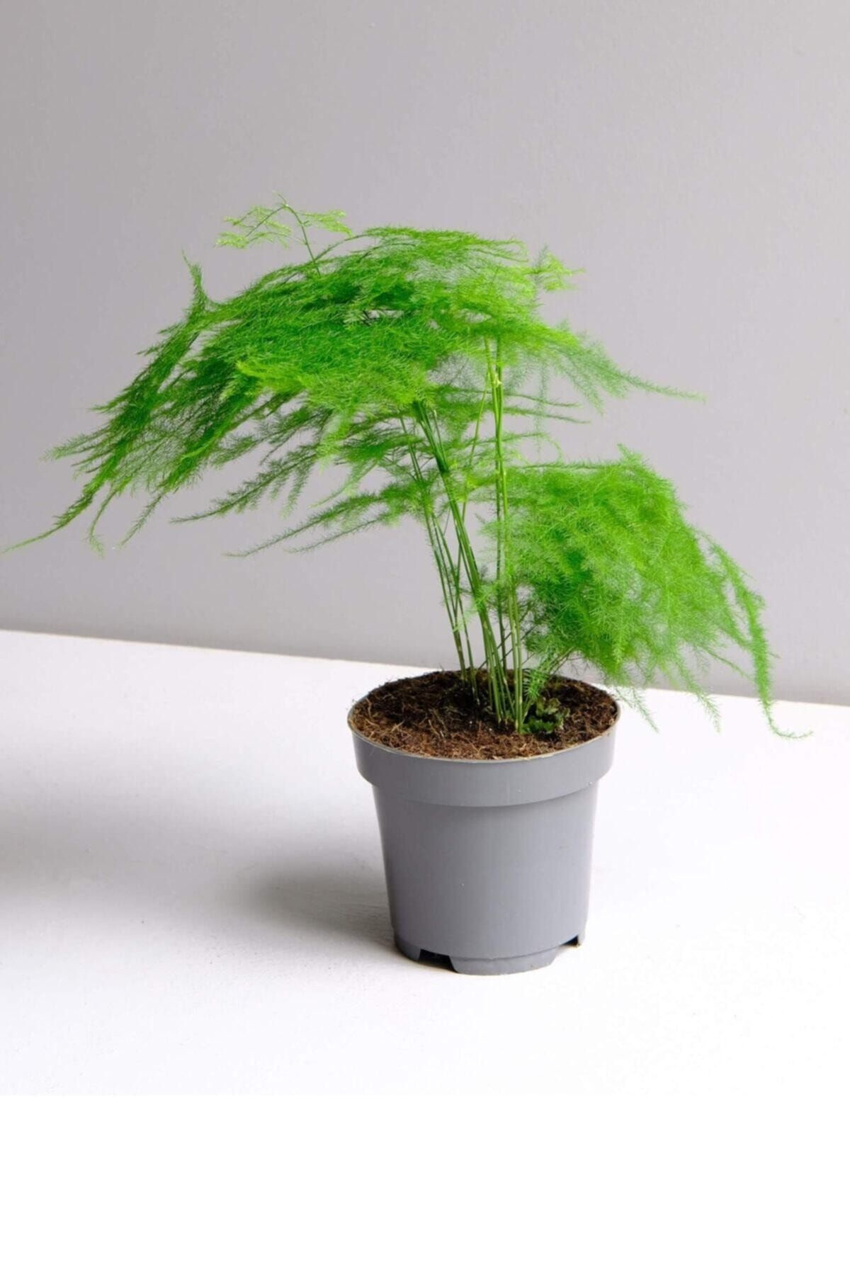 Cemre Garden Asparagus Setaceus - Kuşkonmaz Mini - Ev Ofis Salon Iç Mekan Bitkisi - 20 cm