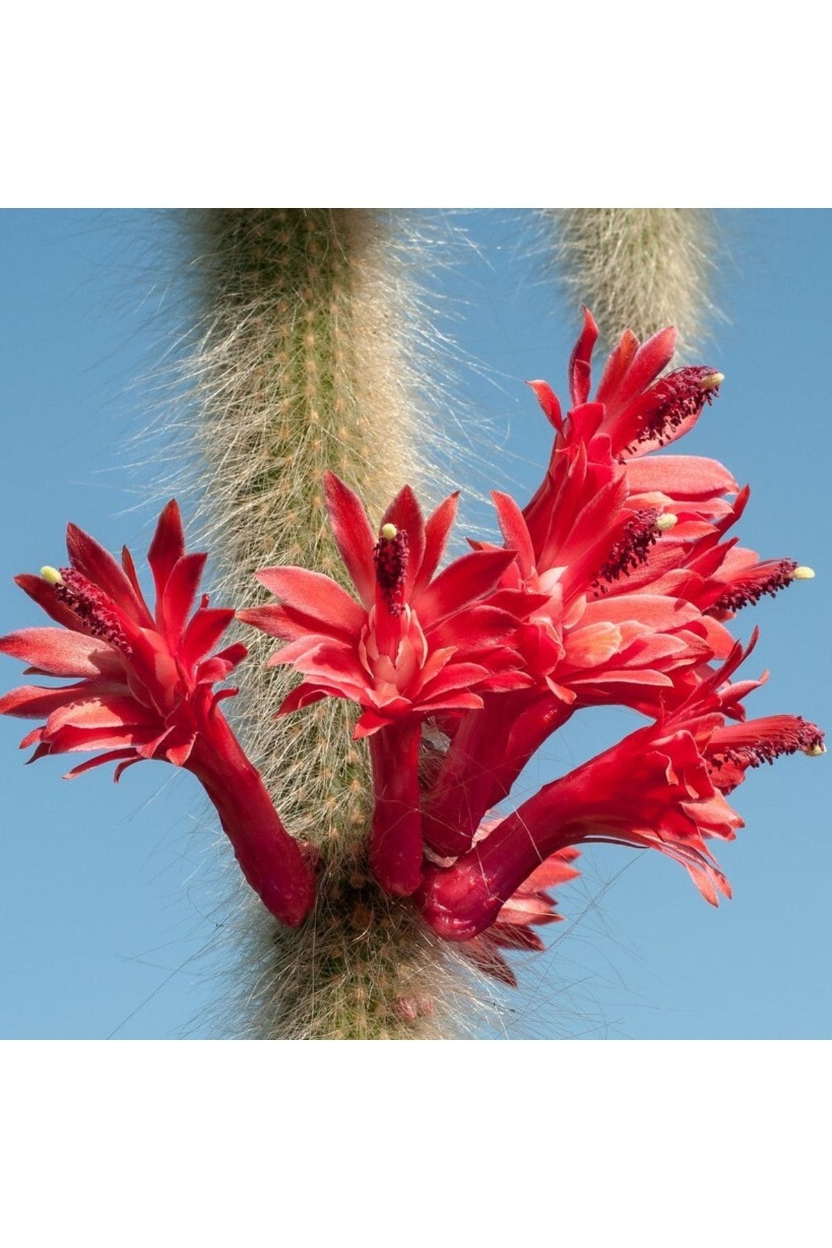 Özen Çiçekçilik Hildewintera Colademononis Cactus Maymun Kuyruğu Nadir Tür Kaktüs