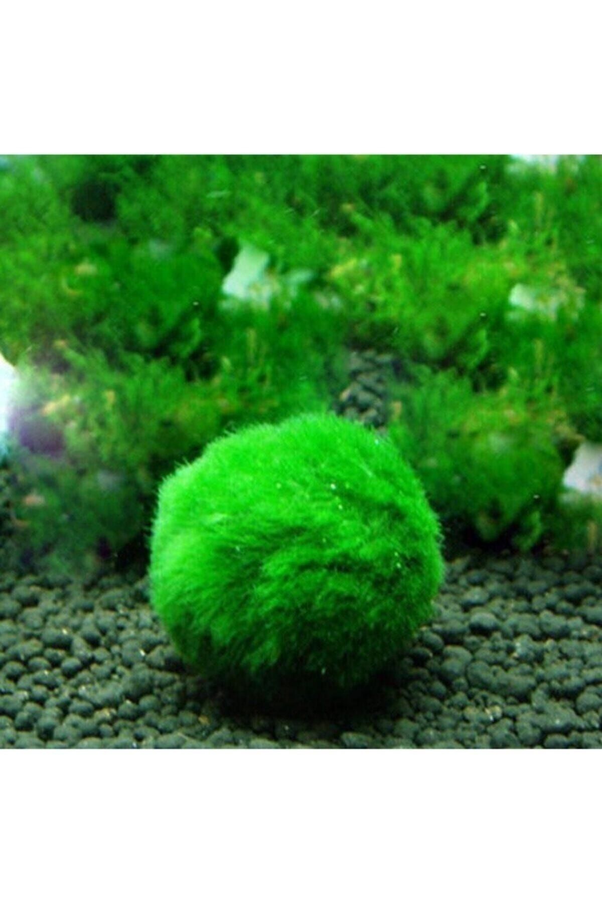 hayatist Marimo - Şans Yosunu ( Moss Ball | Canlı Yosun Topu) 2-3 Cm