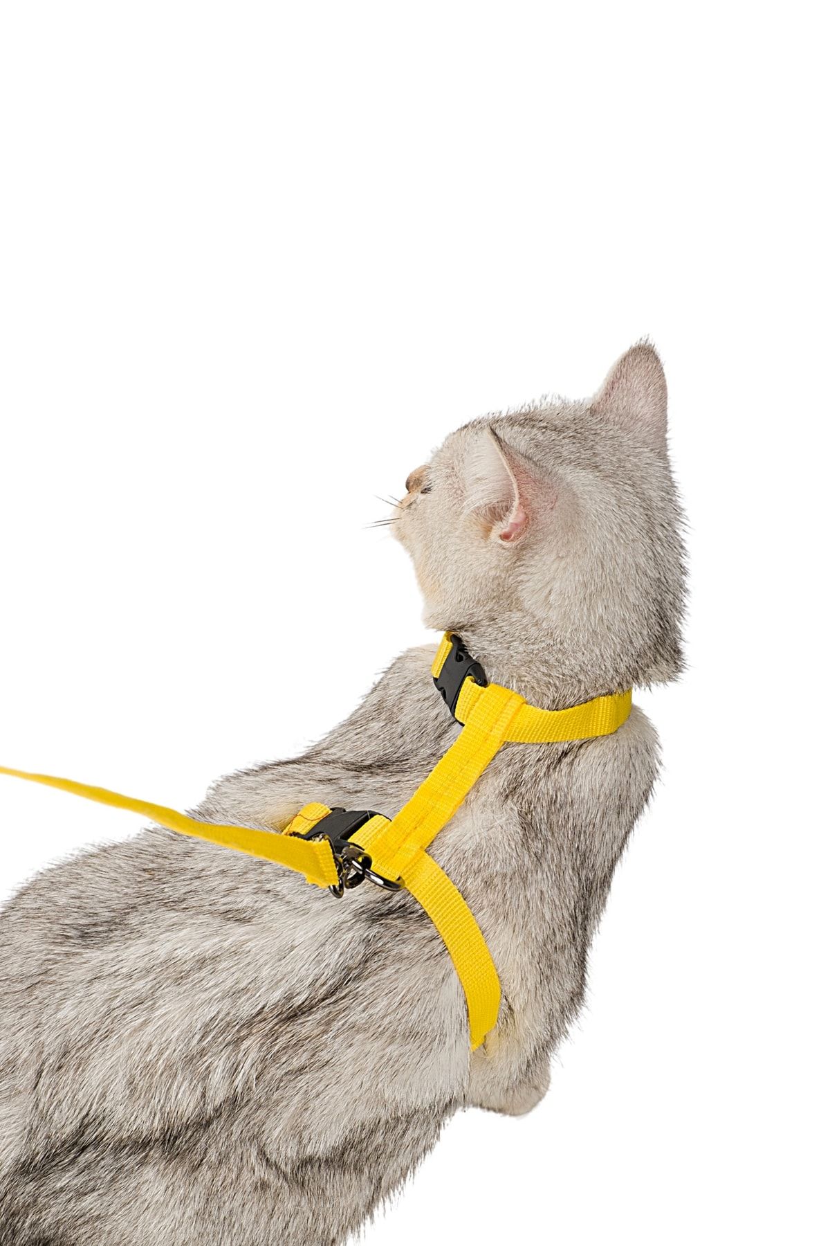 Evene Kedi Tasması Kedi Gögüs Bel Ayarlanabilir Tasma Sarı