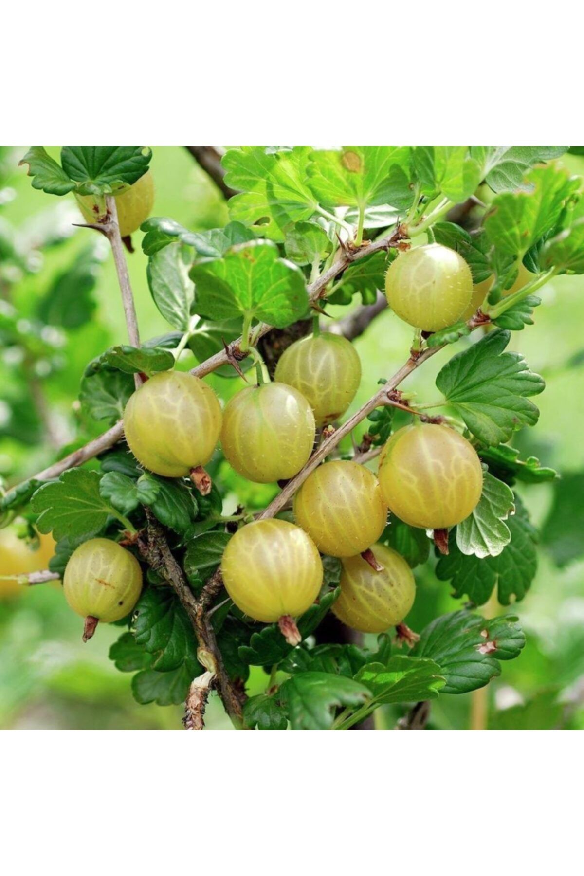 Mutlu Paket Tüplü Aromatik Gooseberry Sarı Bektaşi Üzümü Fidanı