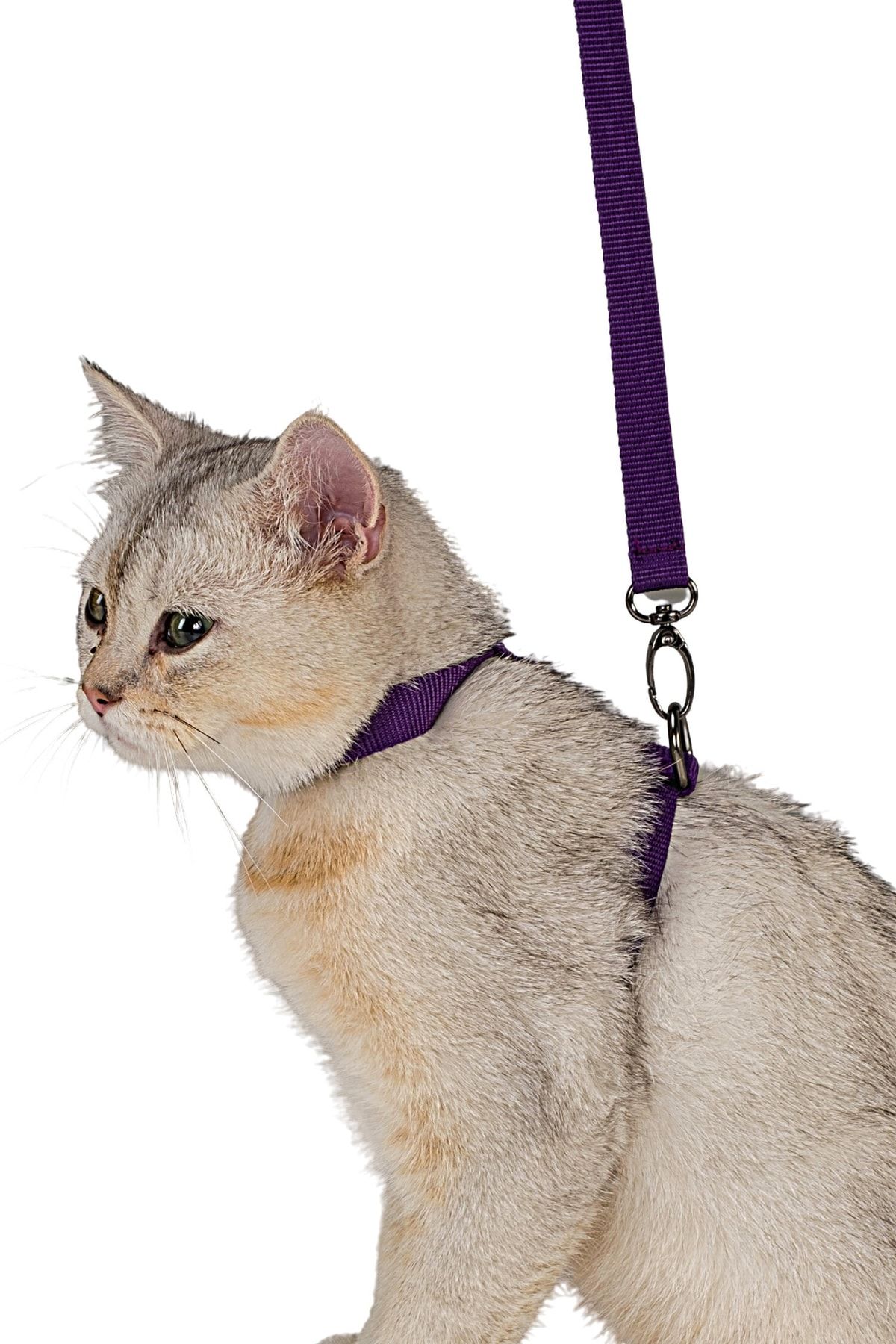 Viselia Kedi Tasması Boyun Göğüs Ayarlanabilir Sevk Kayışlı Gezdirme Seti