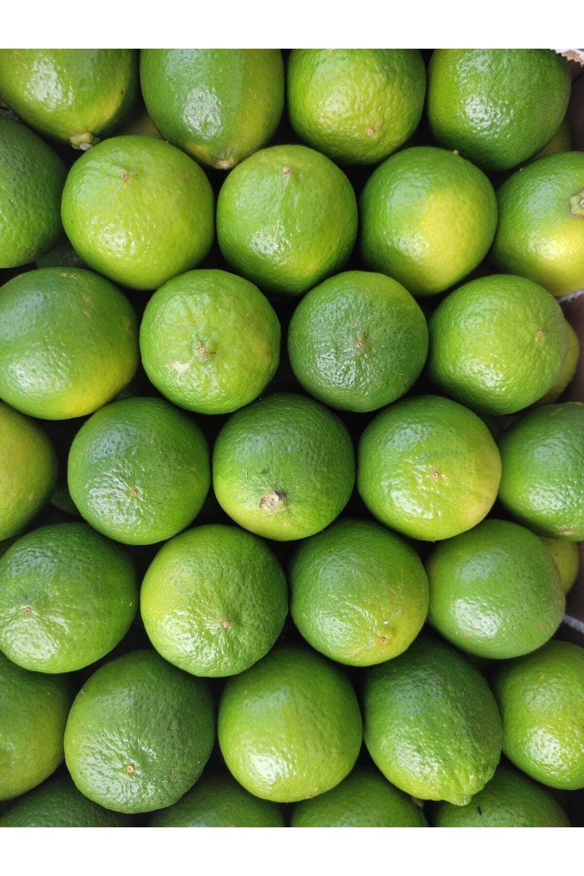Orkun Tropikal Lime Limon - Misket Limonu (3 ADET)