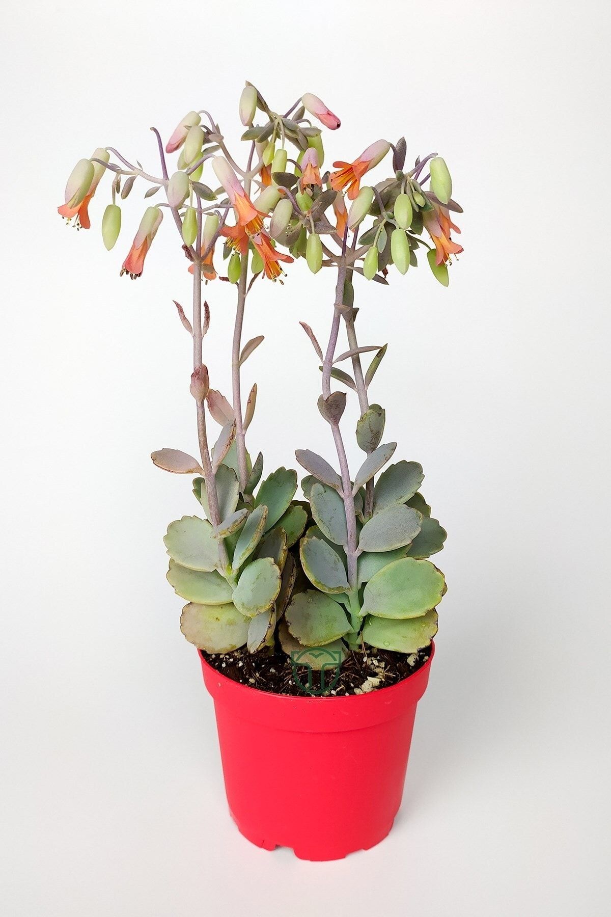 Toptan Kaktüs Bryophyllum Fedtschenkoi Kalanchoe Sukulent Lavanta Tarakları 8.5 Cm Kırmızı Saksıda