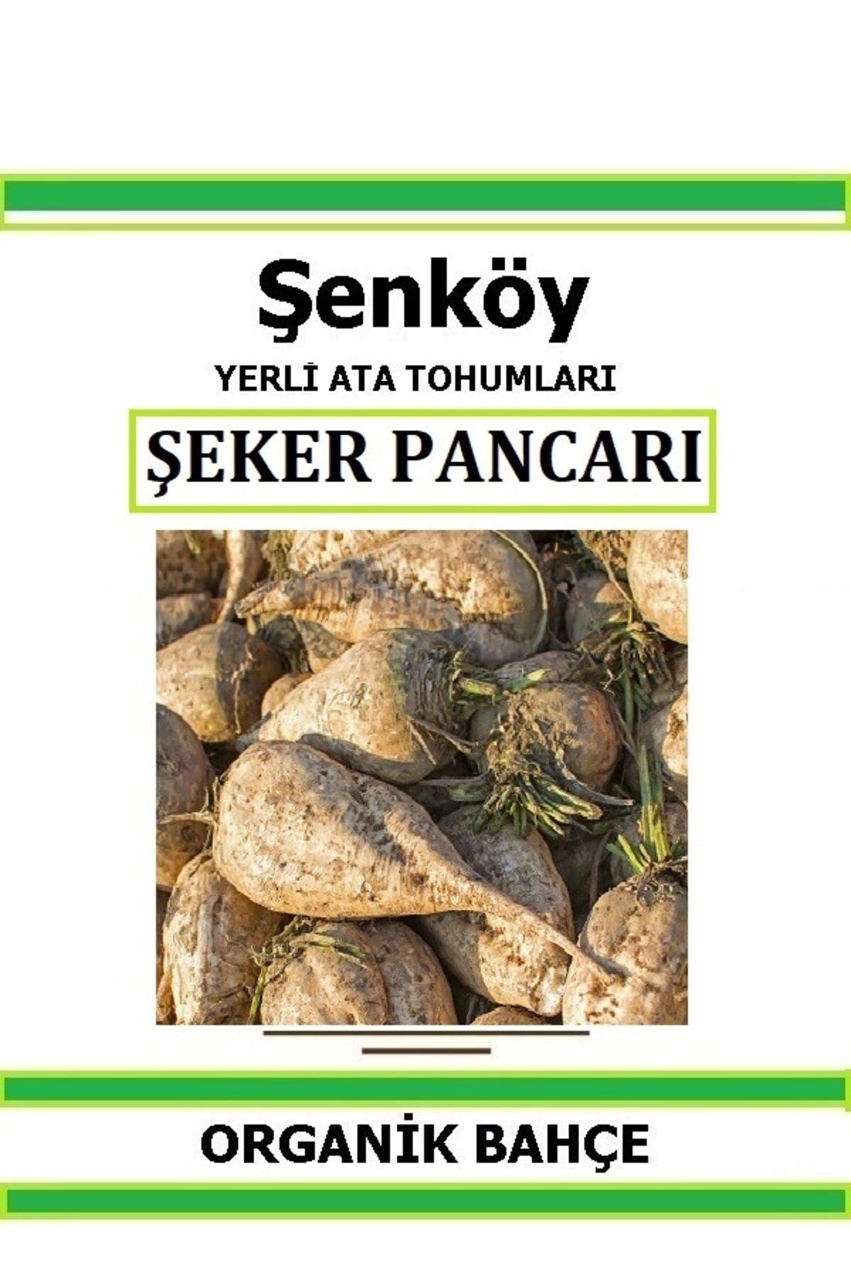 Şenköy Yerli Şeker Pancarı Tohumu Doğal Ata Tohum Pakette 5 gr 250 Tohum Hediye Sebze Tohumu