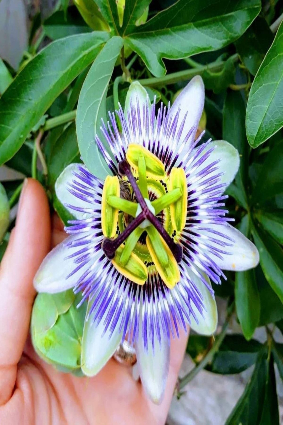 Bilgarden Tüplü Mavi Çiçek Açan Passiflora Çarkıfelek Sarmaşığı Fidanı