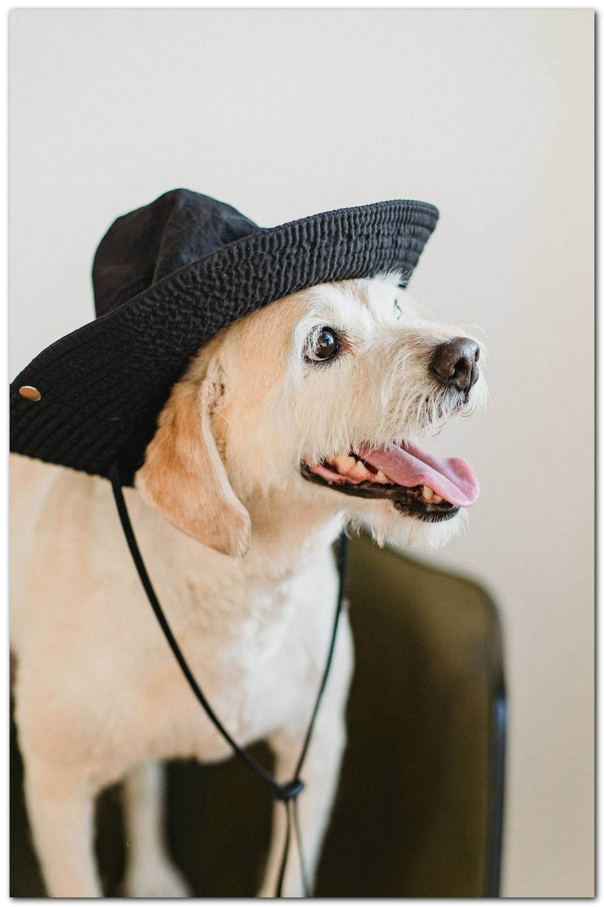 Cakatablo Ahşap Tablo Siyah Şapkalı Sevimli Köpek (25x35 Cm Boyut)
