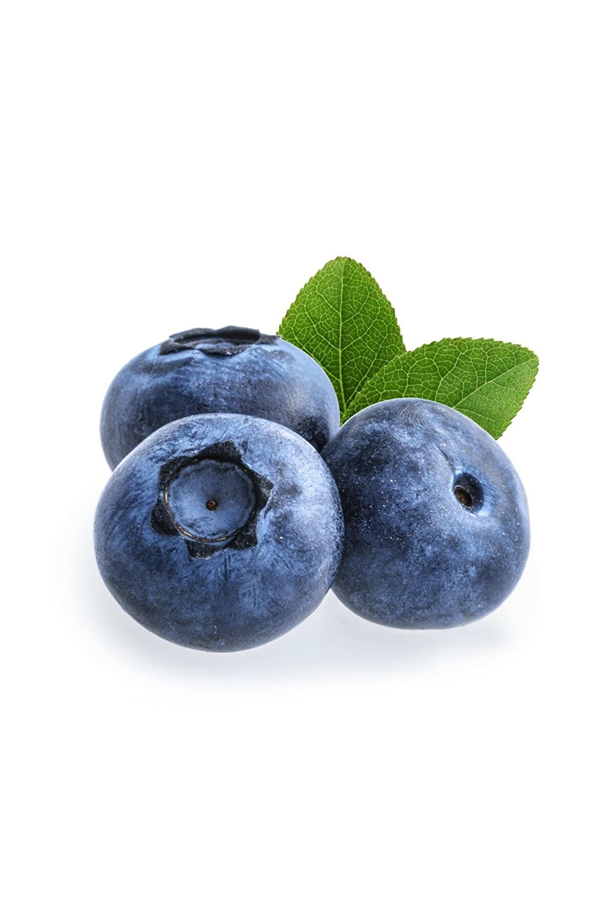 Grow Botanik Yaban Mersini - Blueberry (jubilee) Meyve Fidanı - 1 Yaş (muz Fidanı Hediyeli)
