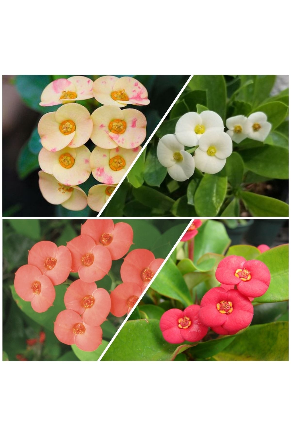 Doğa Çiçekçilik 4 Adet Dikenler Tacı Sarı-kırmızı-pembe-beyaz Doğa Flora