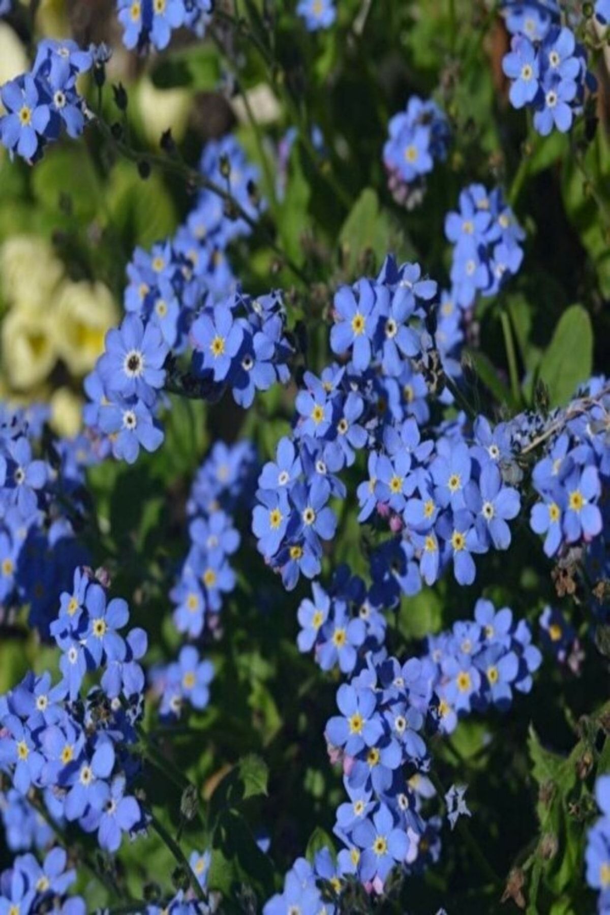 Tohum Dünyam Mavi Unutma Beni Çiçeği Tohumu (50 Tohum)