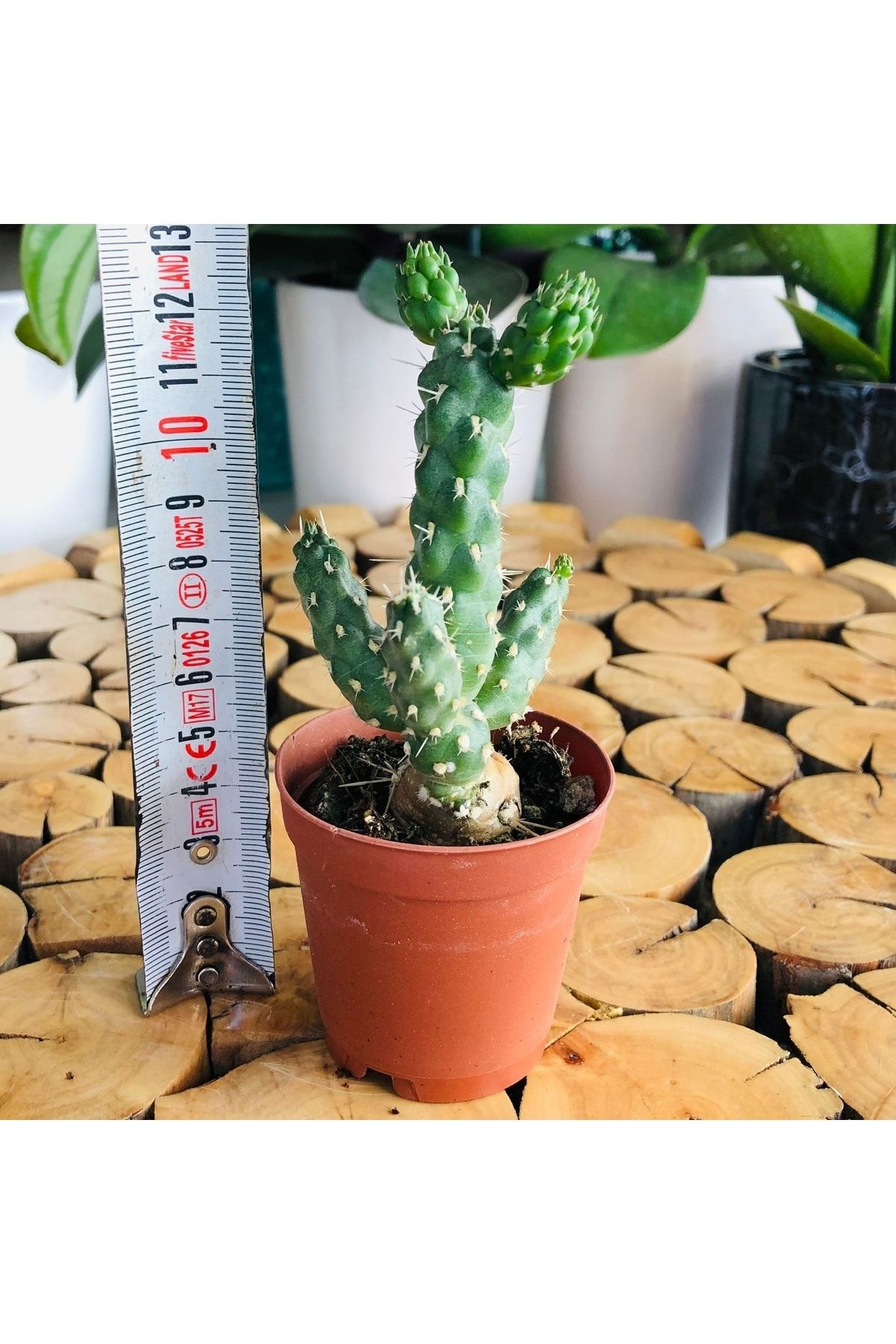 Özen Çiçekçilik Austrocylindropuntia Pachypus Cristata Cactus Koleksiyon Kaktüs