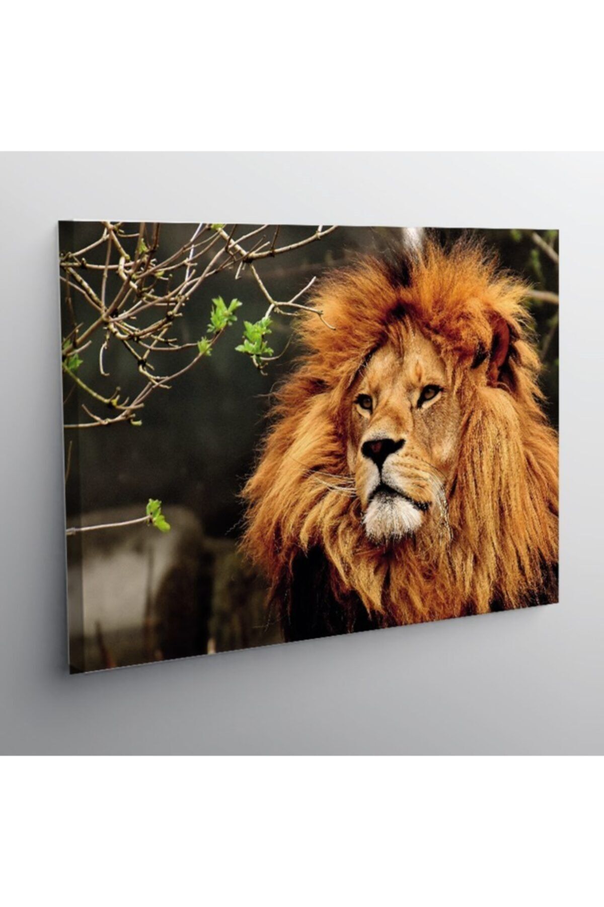 2K Aslan Lion Kanvas Tablo-h0002 50 X 70 Cm