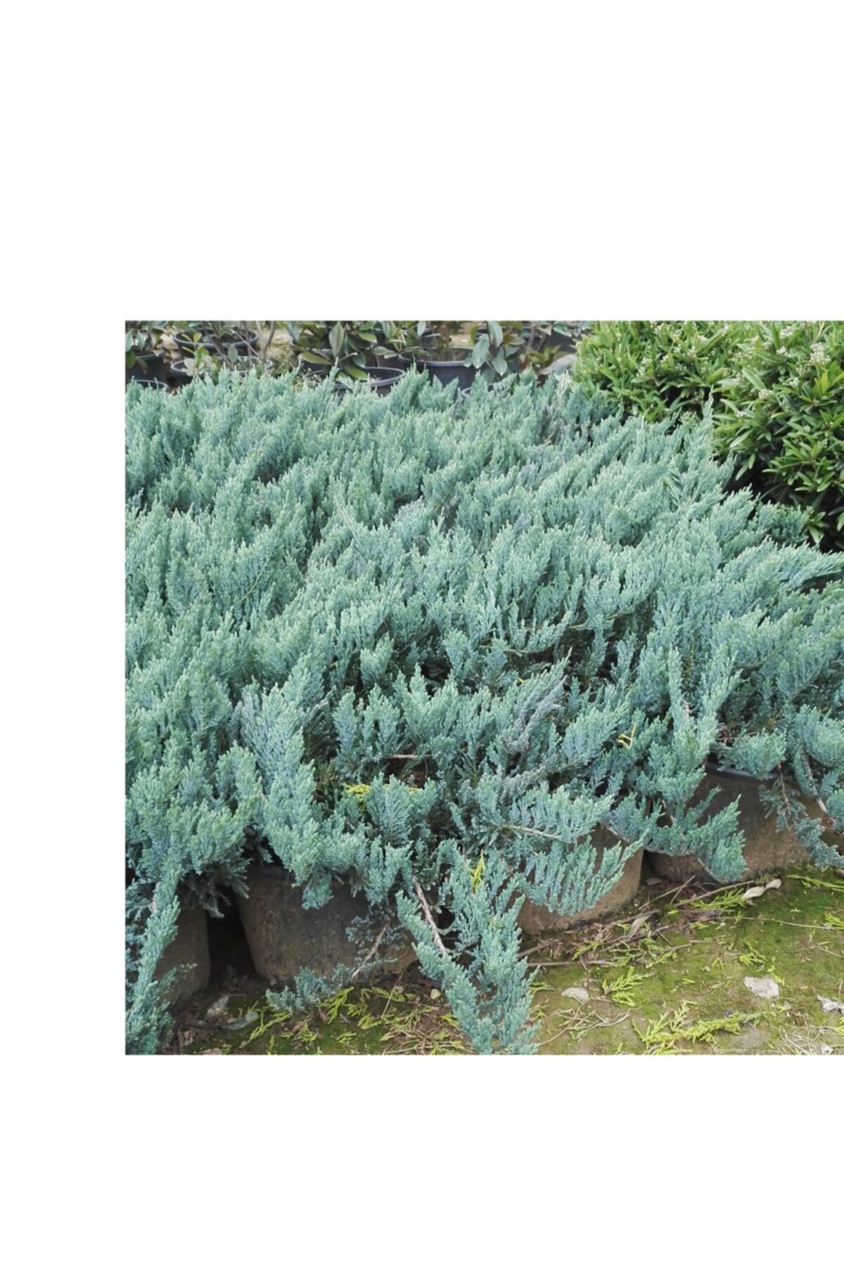 lalaahmetbotanik Mavi Yayılıcı Ardıç, Juniperus Squamata Blue Carpet, Saksılı
