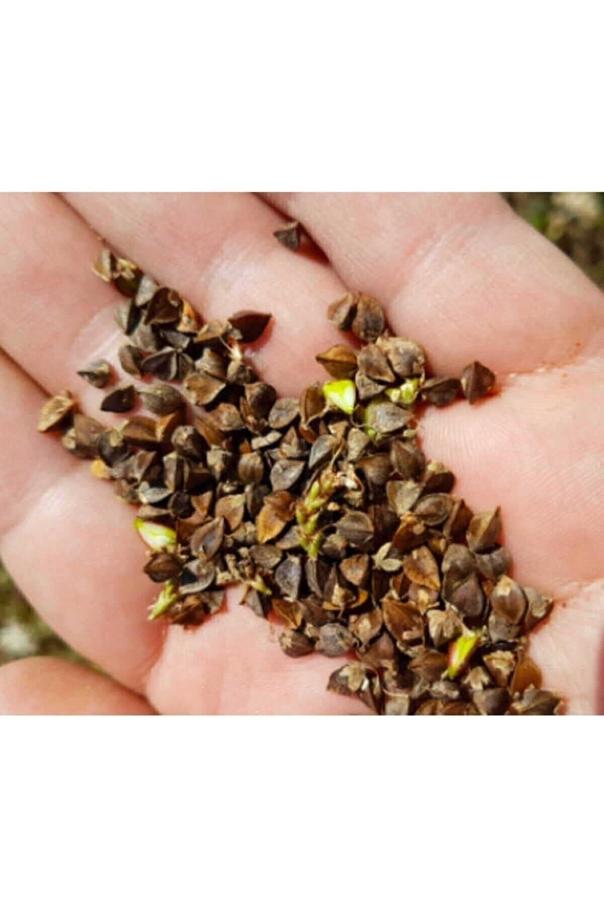 Ege Pazarından Çiğ Karabuğday Tane 400 gr Ilaçsız Yerli Glutensiz Greçka Tohum Kabuklu