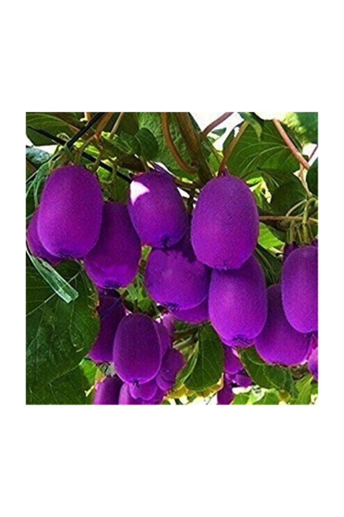 Dashing Look Nadir Ithal Mor Kivi Ağacı Tohumu 5 Adet Tohum Purple Kivi